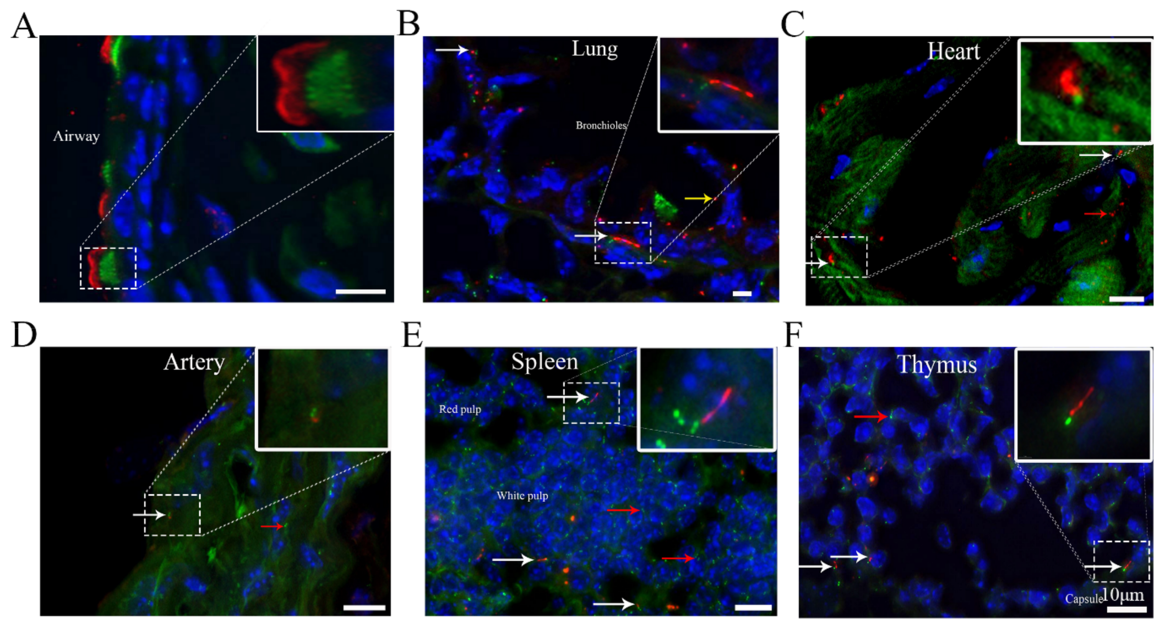 Cells 10 01623 g001 550