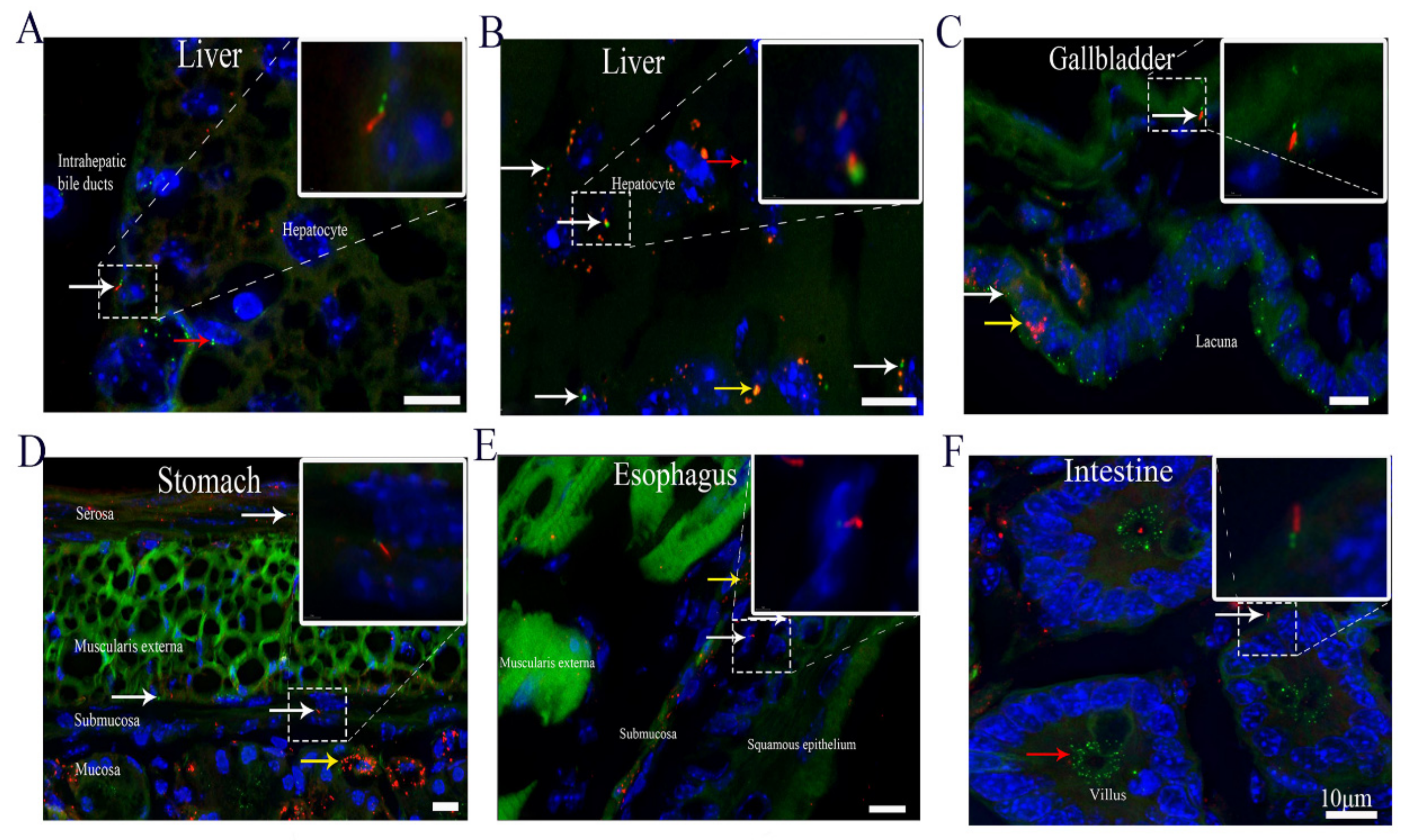 Cells 10 01623 g002 550