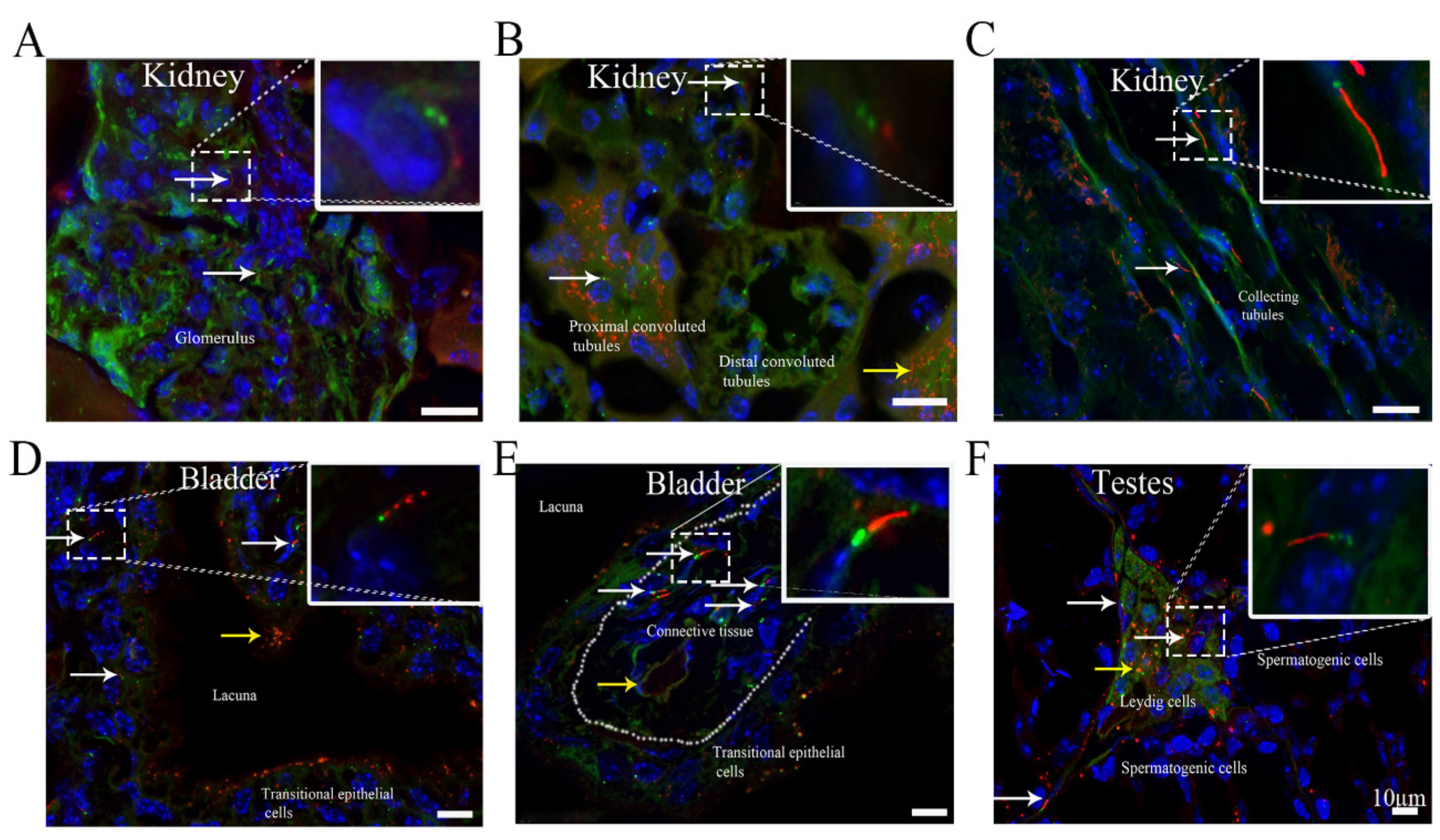 Cells 10 01623 g003 550