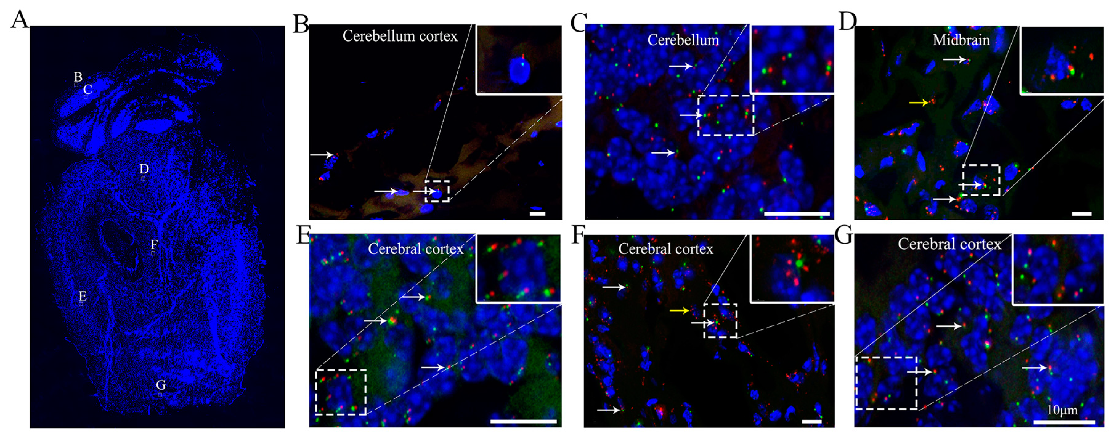 Cells 10 01623 g004 550
