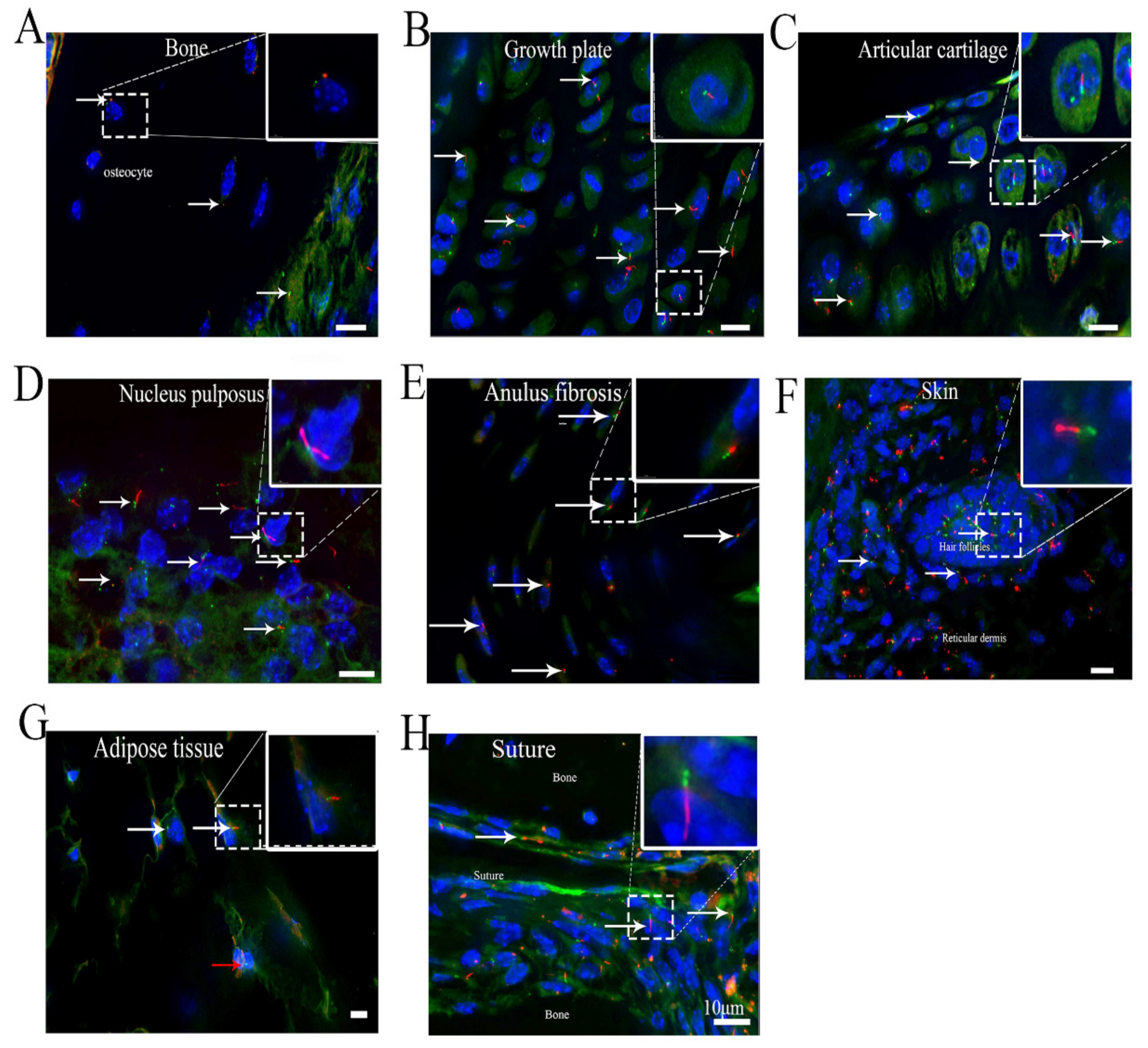 Cells 10 01623 g005 550