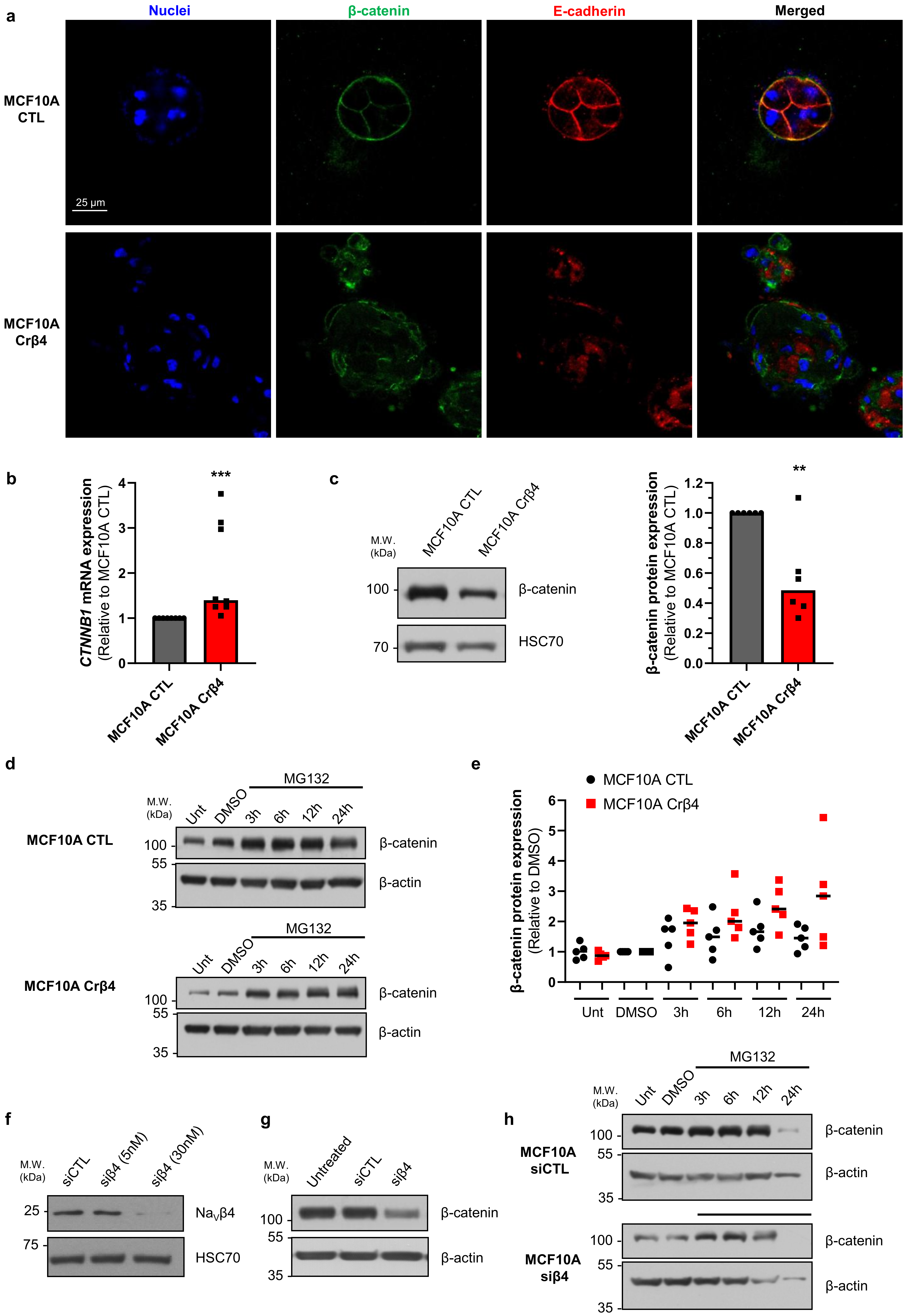 Cells 10 01624 g003 550