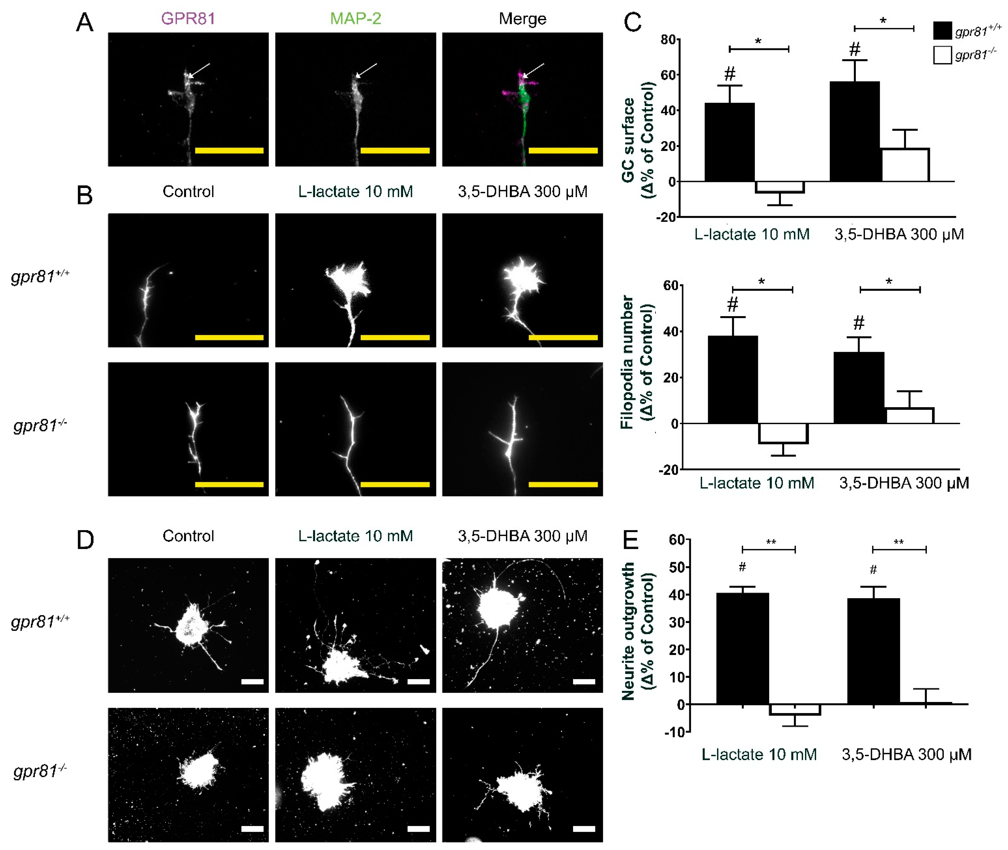 Cells 10 01640 g002 550