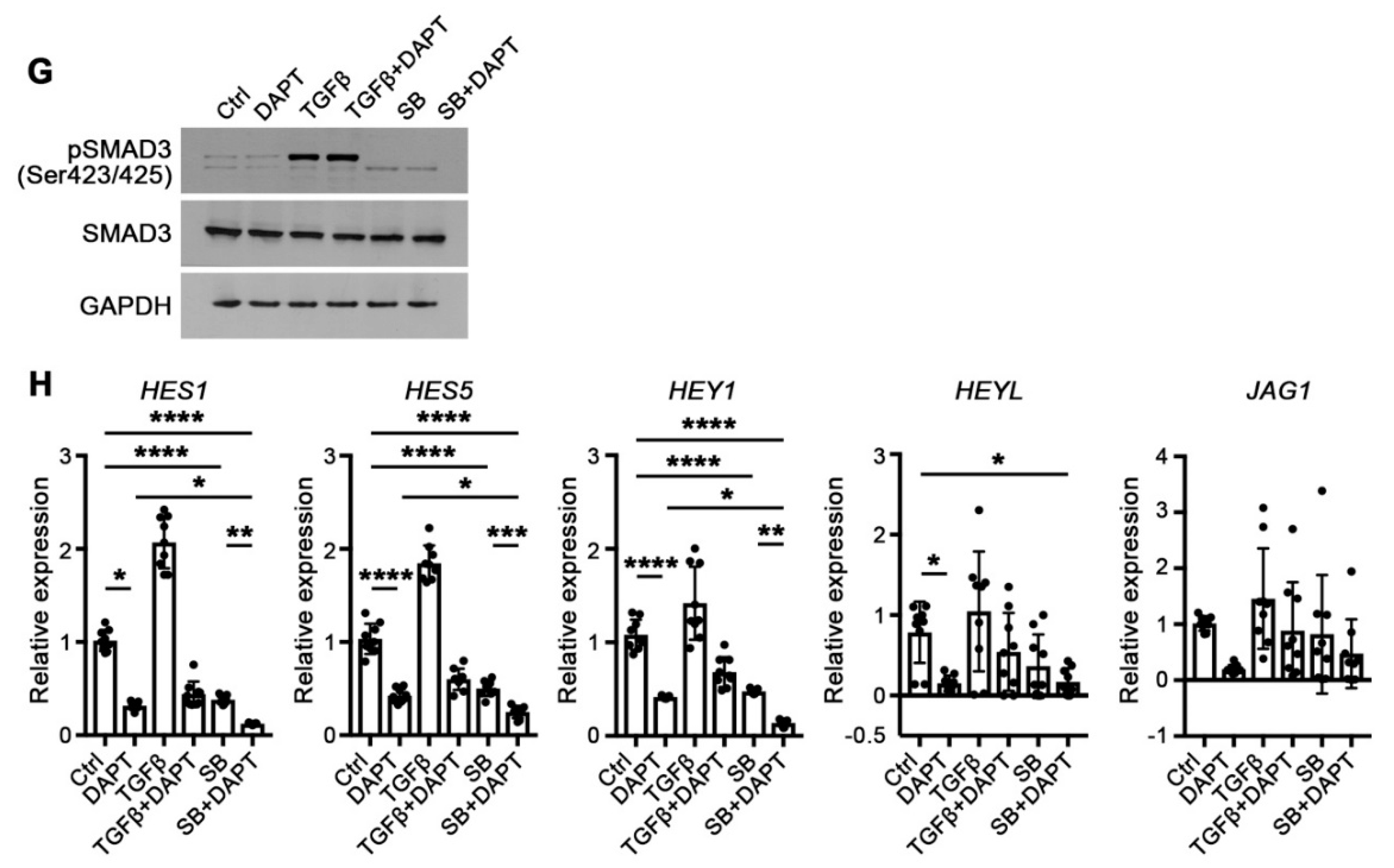 Cells 10 01649 g004b