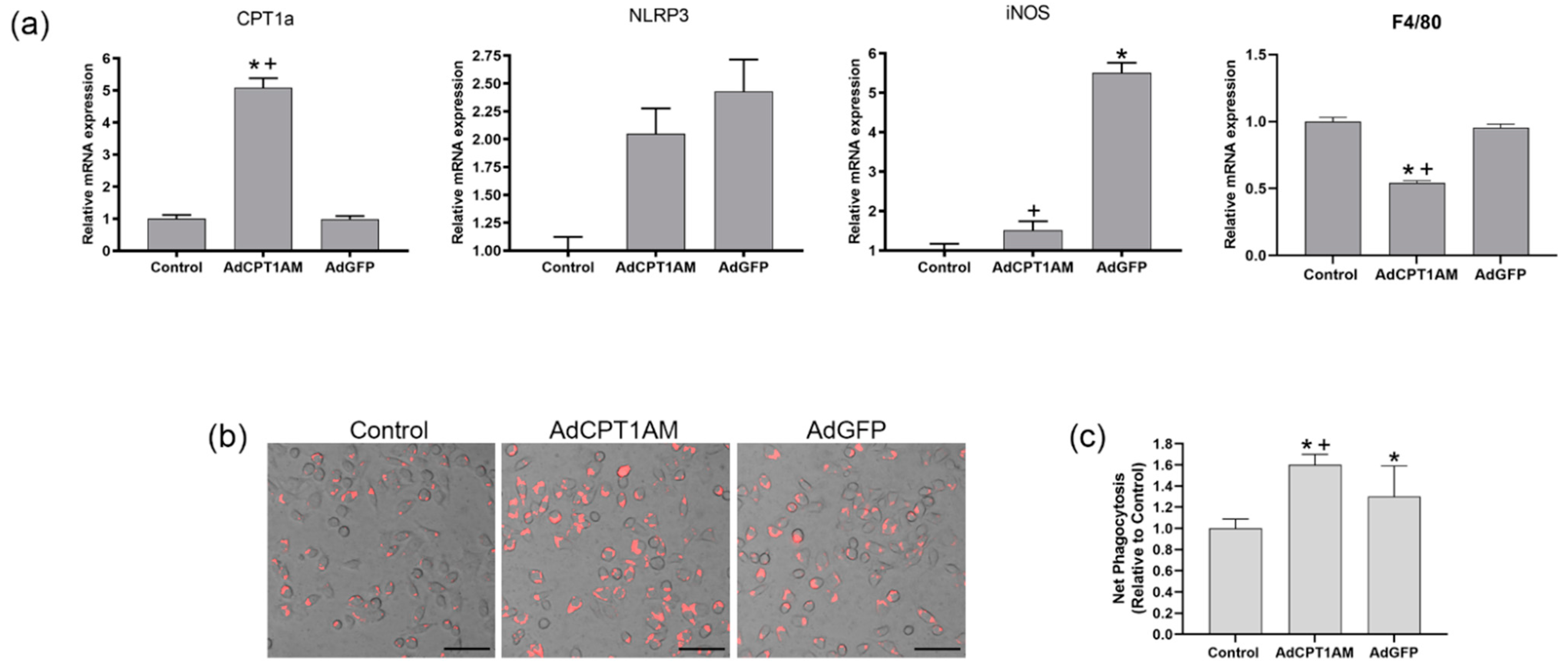 Cells 10 01650 g004 550