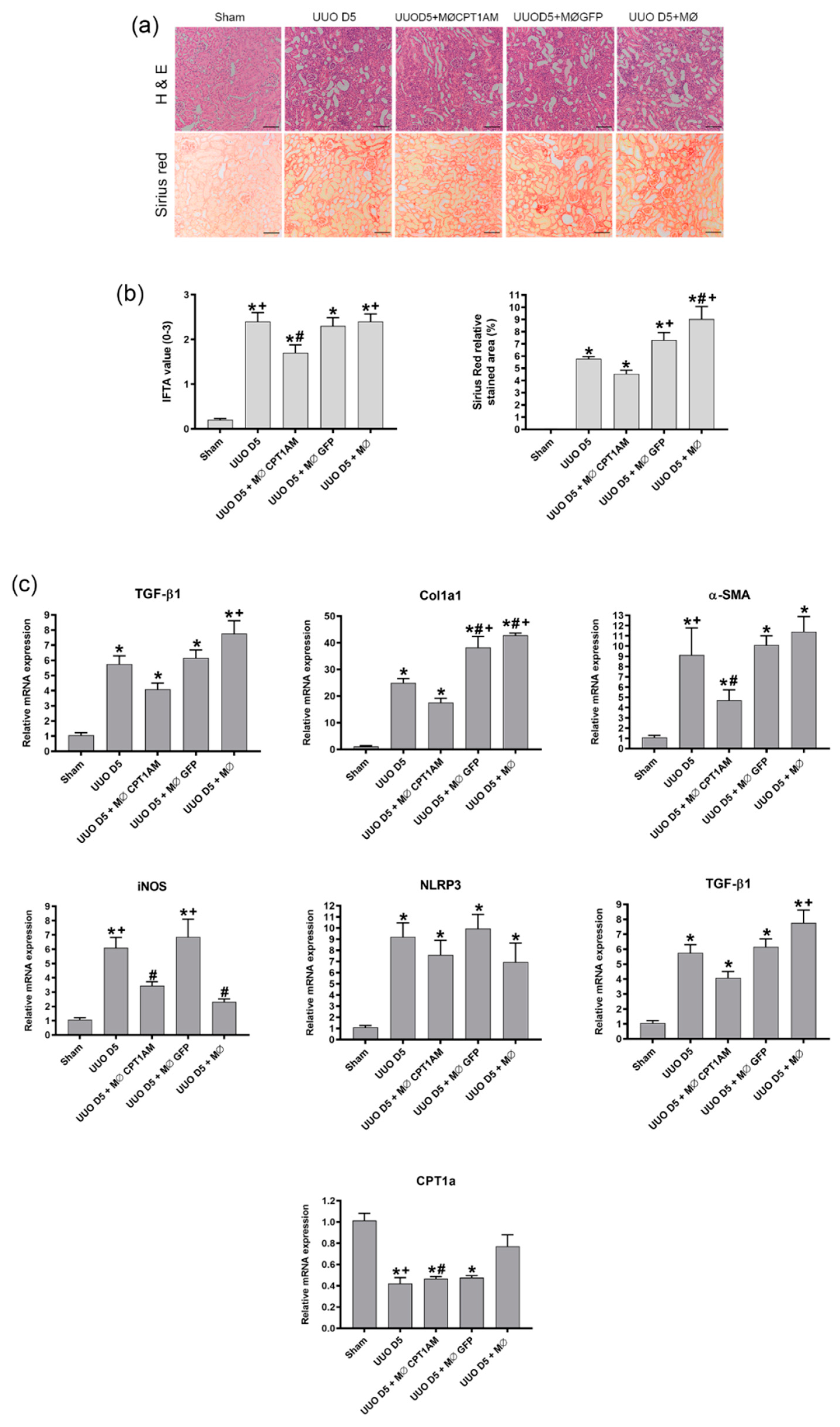 Cells 10 01650 g005 550