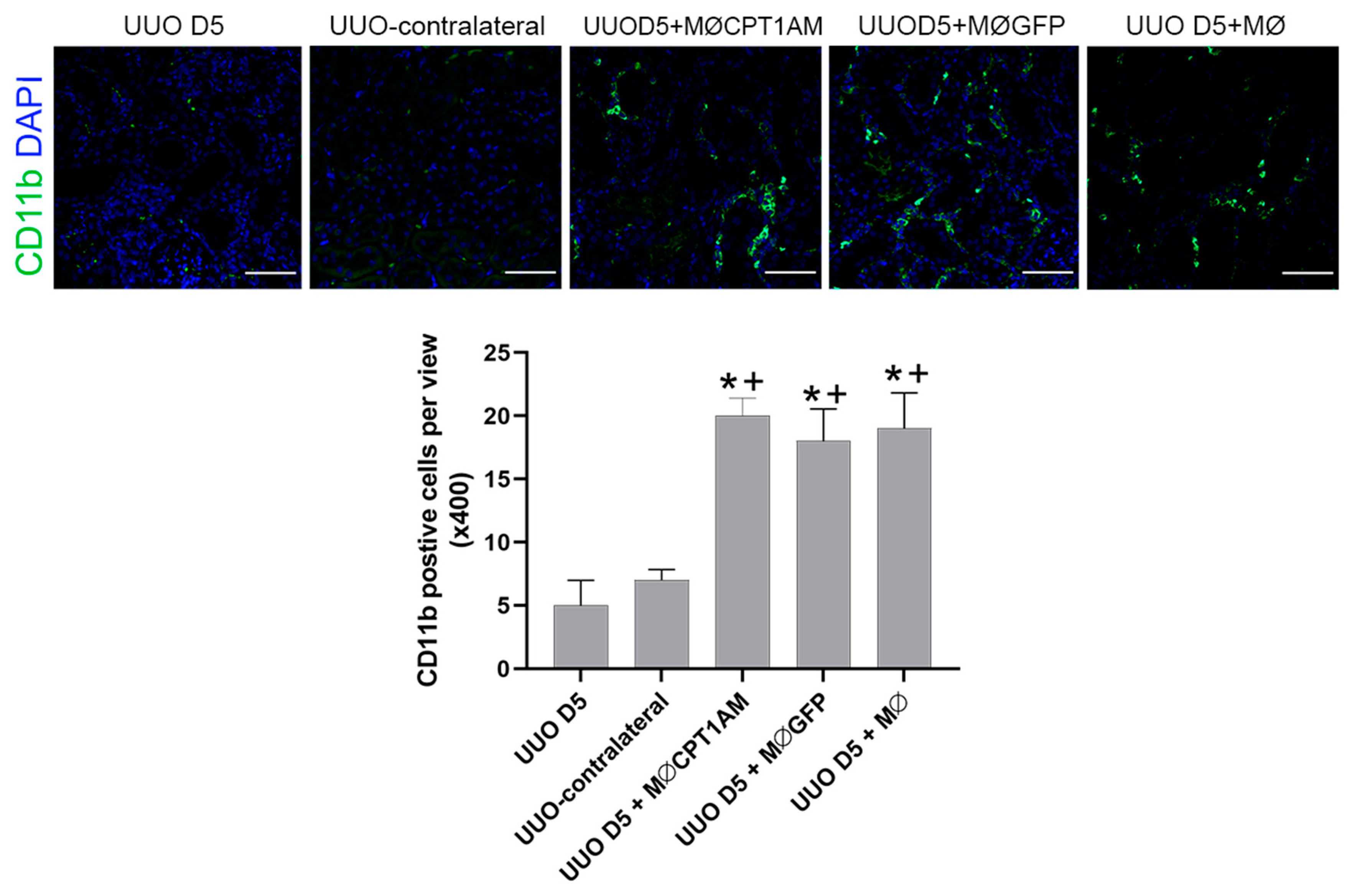 Cells 10 01650 g006 550