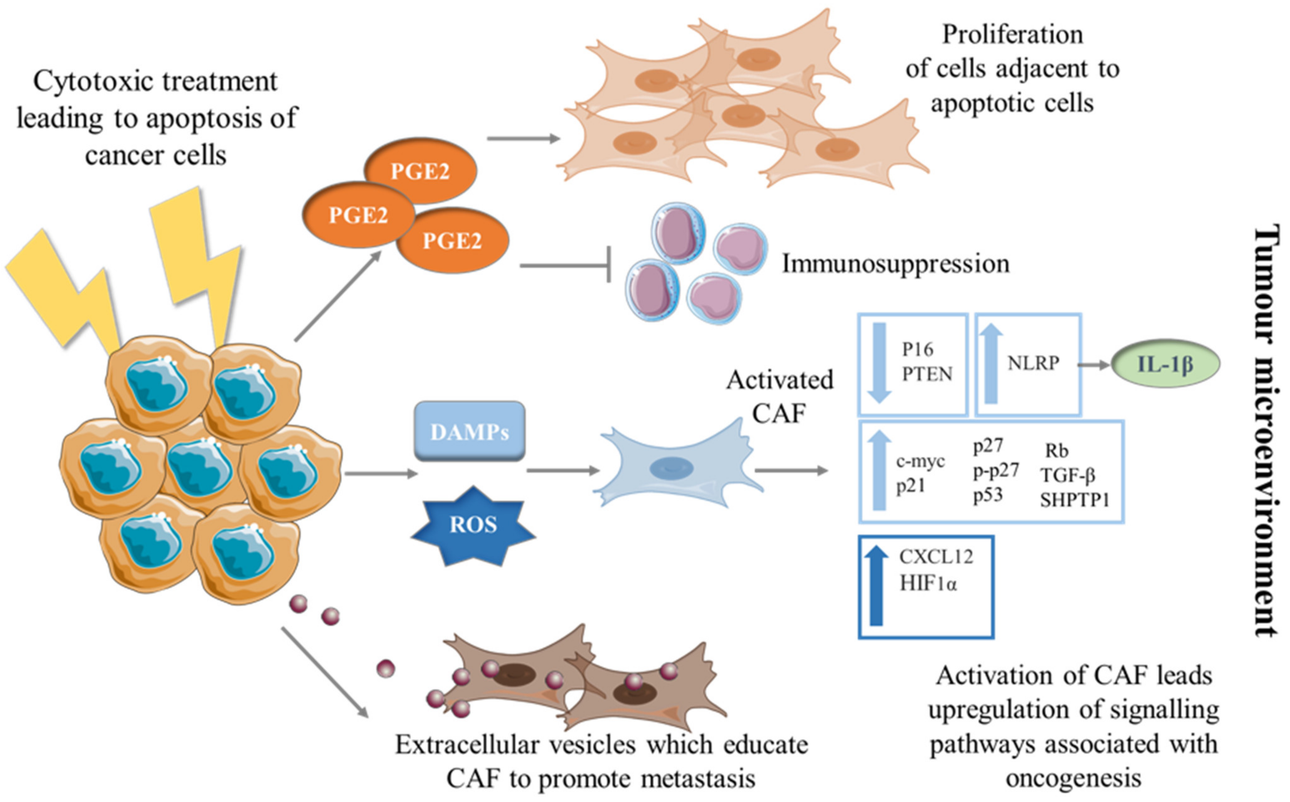 Cells 10 01653 g001 Cells 10 01653 g001