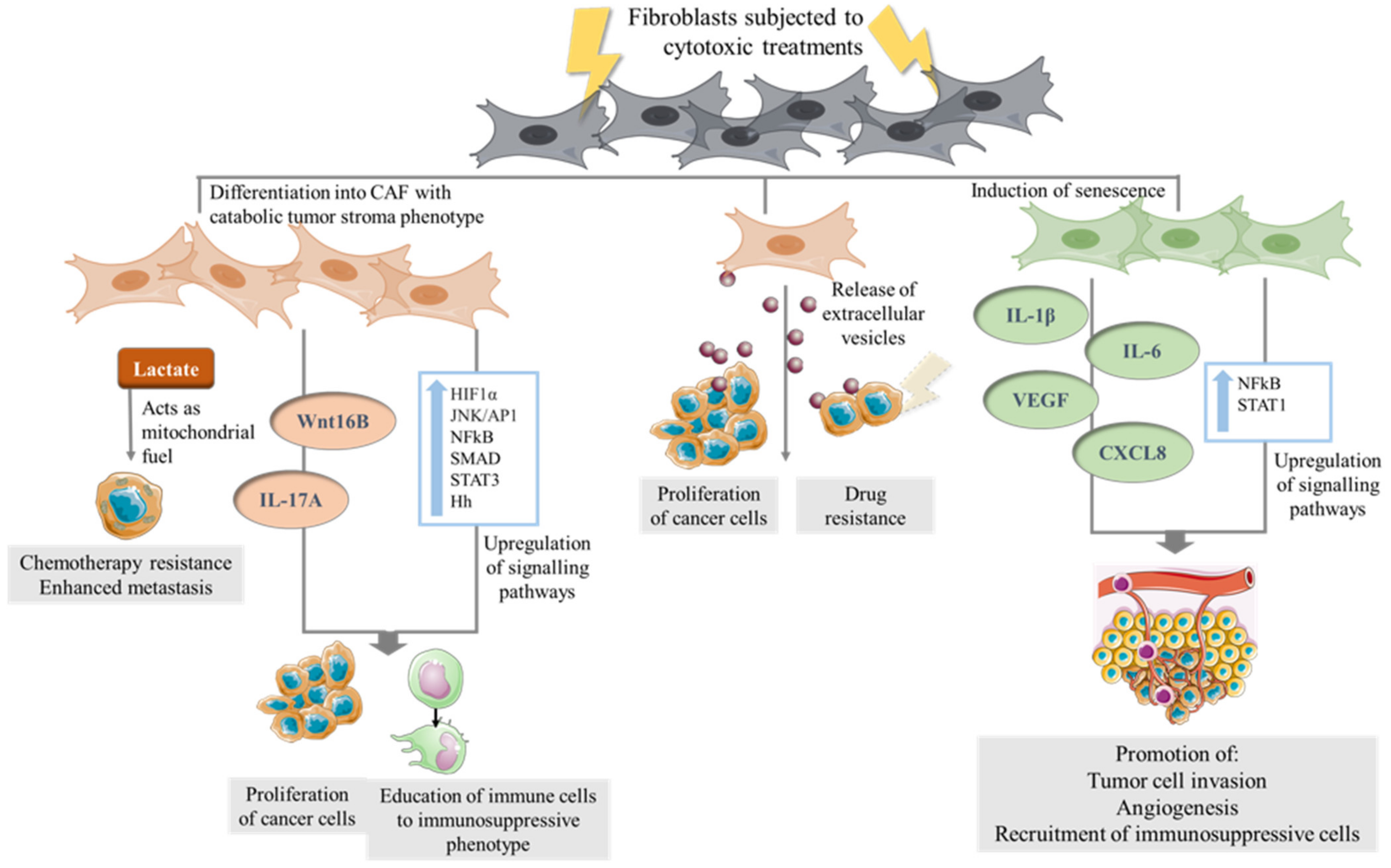 Cells 10 01653 g002 Cells 10 01653 g002