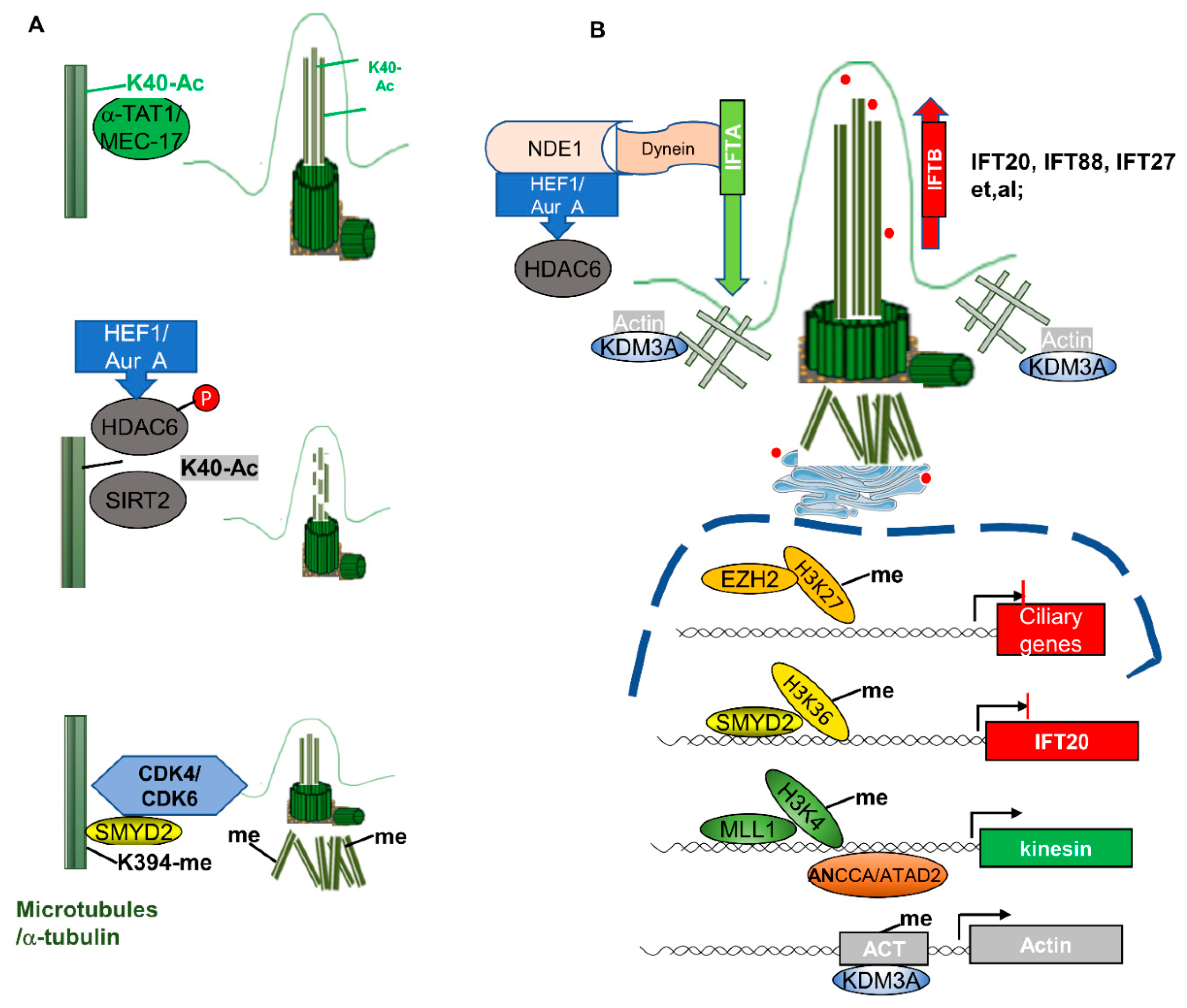 Cells 10 01662 g003 Cells 10 01662 g003