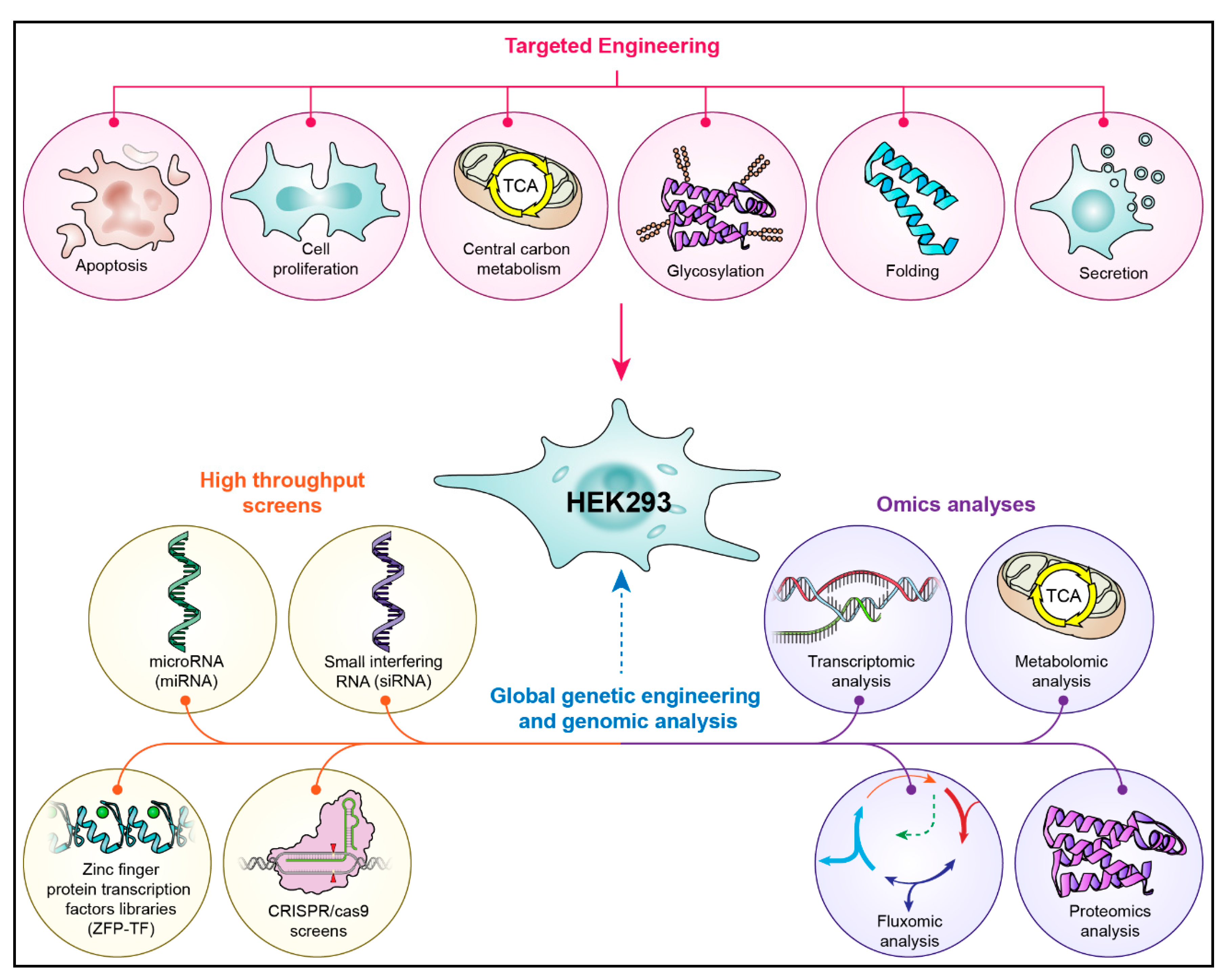 Cells | Full-Text Affecting HEK293 Cell and Production Performance by Modifying the Expression of Specific Genes