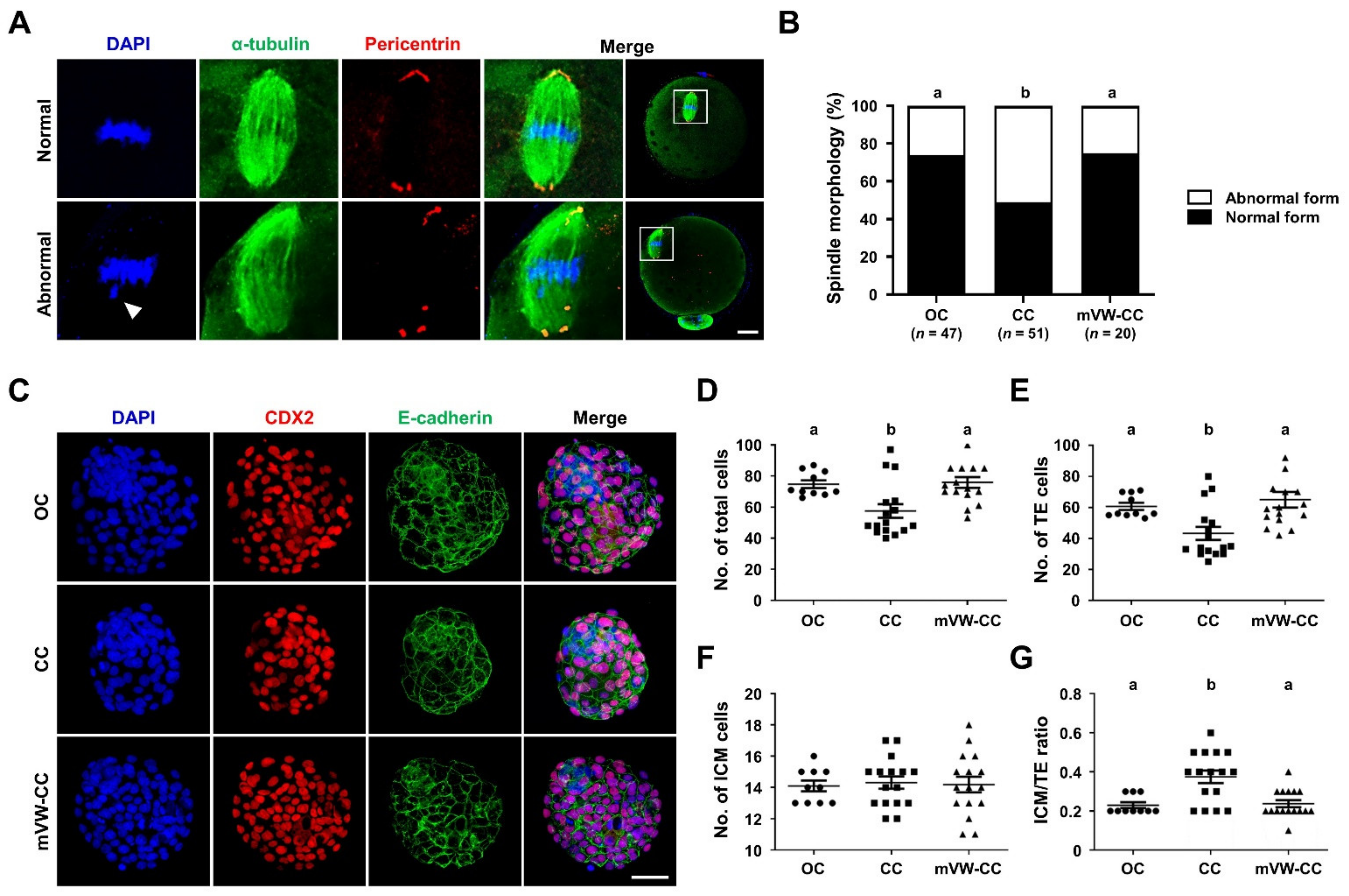 Cells 10 01670 g007 Cells 10 01670 g007