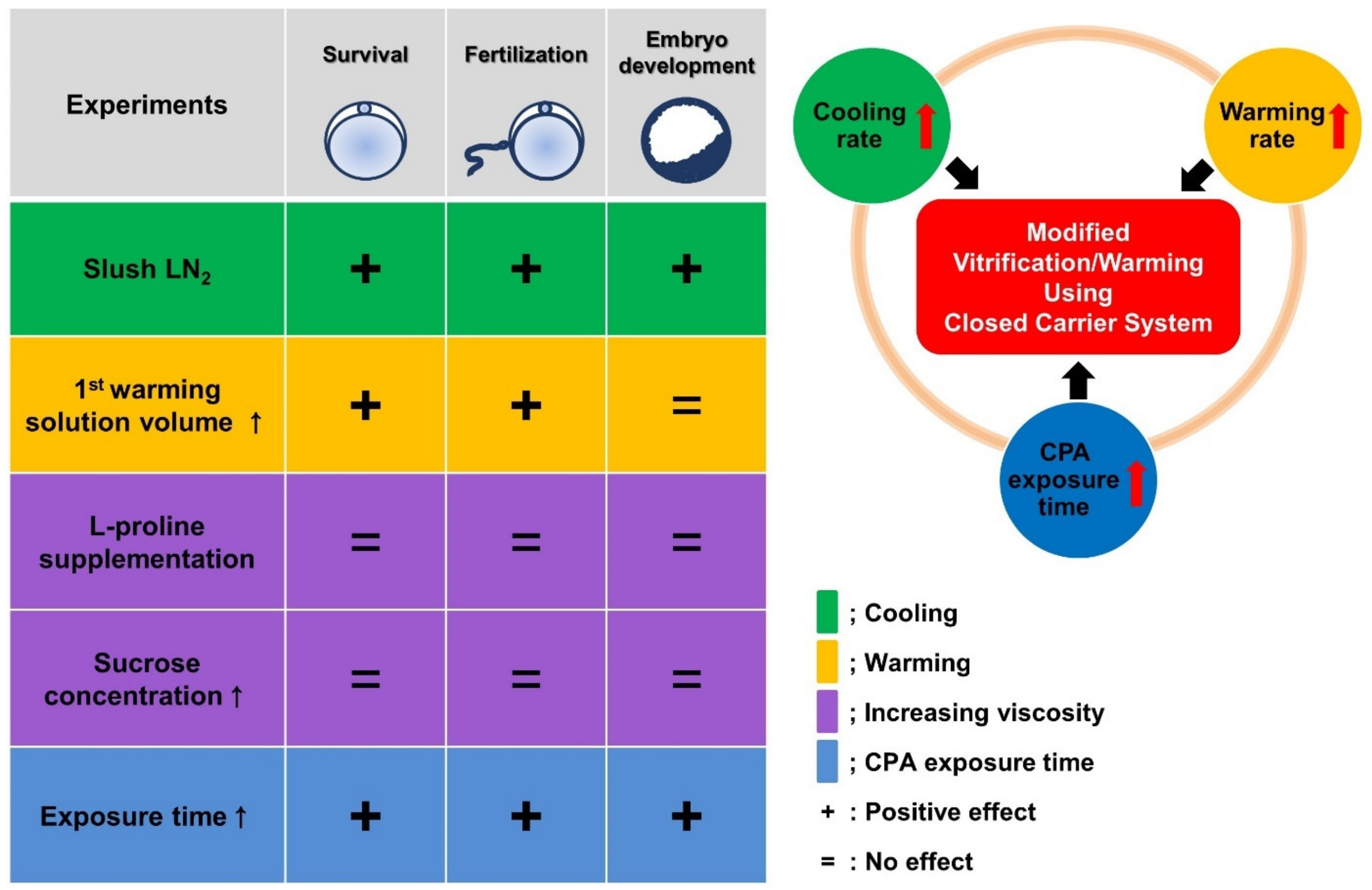 Cells 10 01670 g008 Cells 10 01670 g008