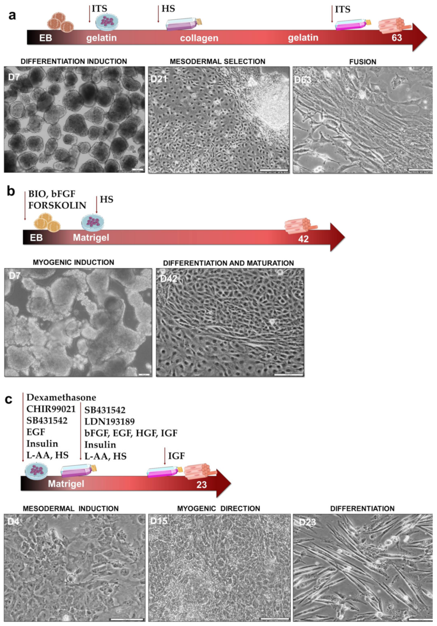 Cells 10 01671 g001 Cells 10 01671 g001