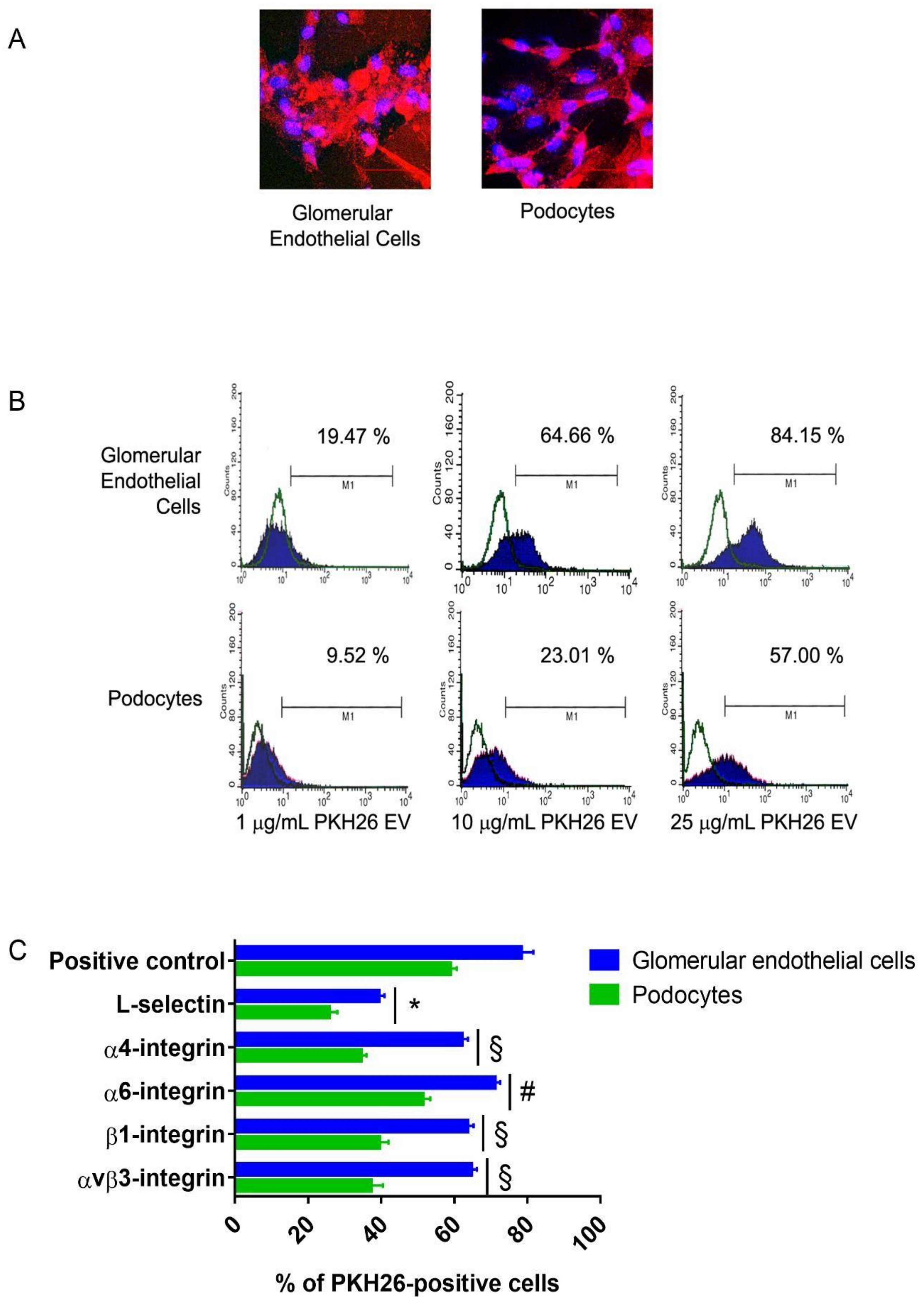 Cells 10 01675 g001 Cells 10 01675 g001