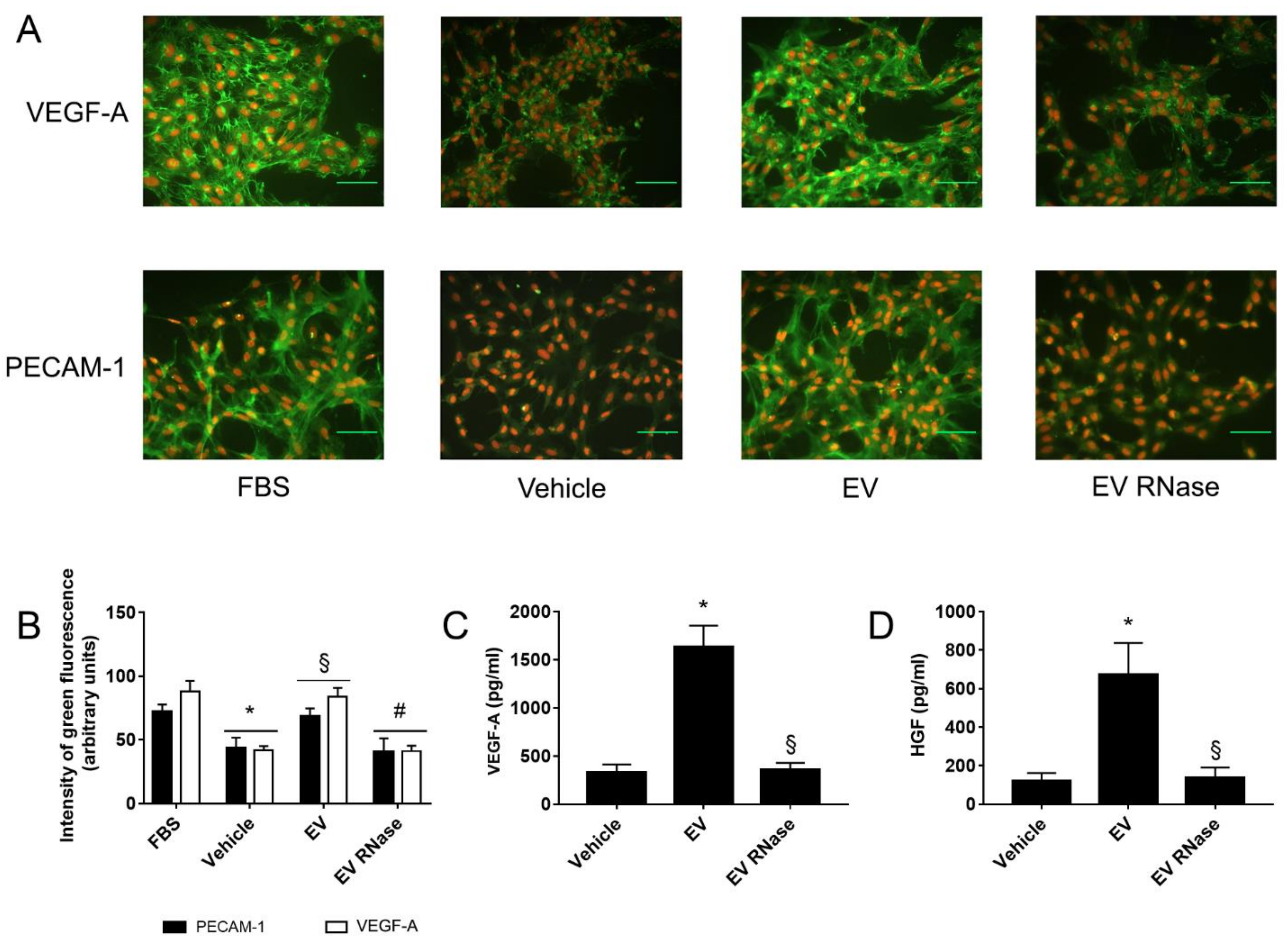 Cells 10 01675 g006 Cells 10 01675 g006