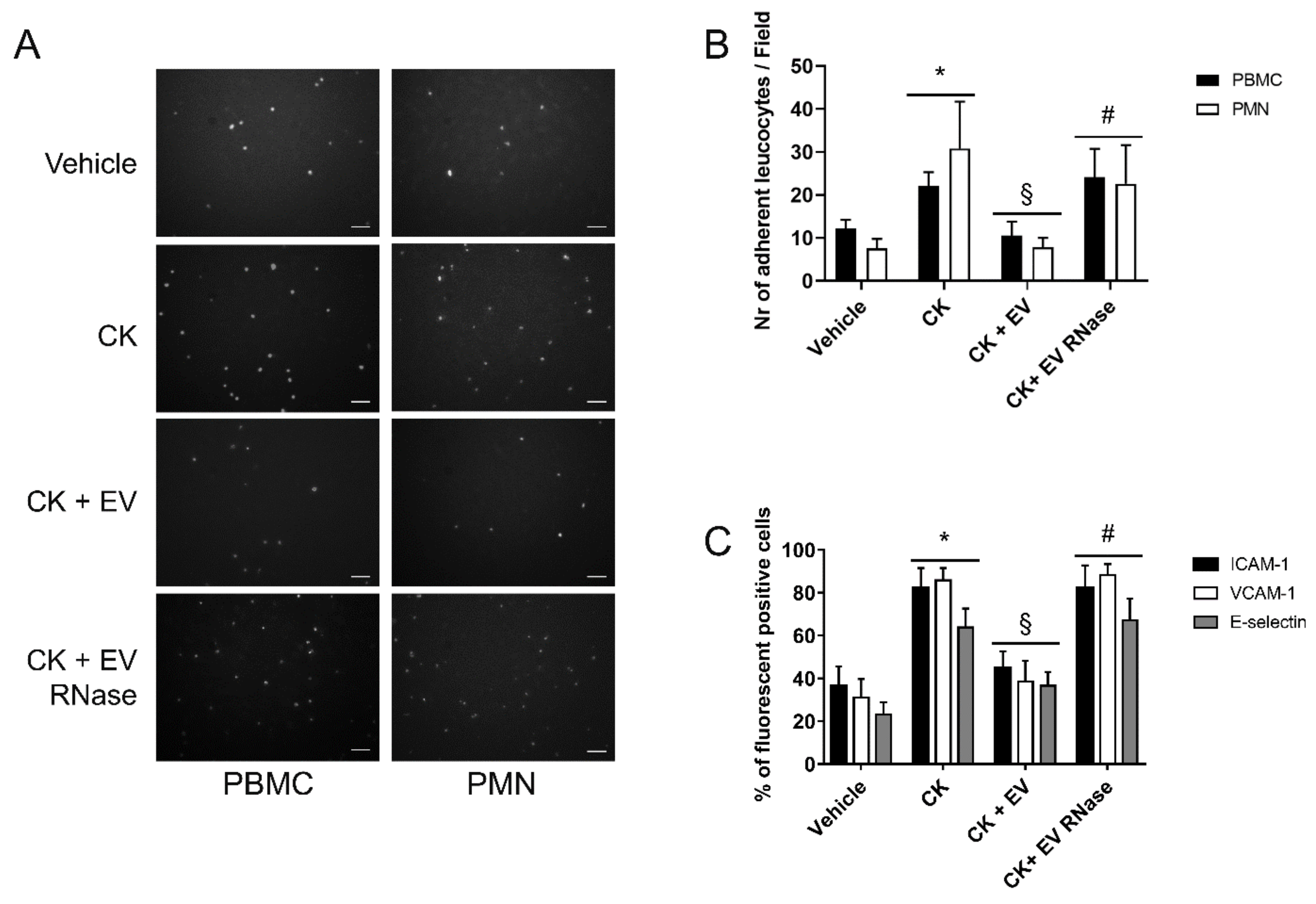 Cells 10 01675 g008 Cells 10 01675 g008