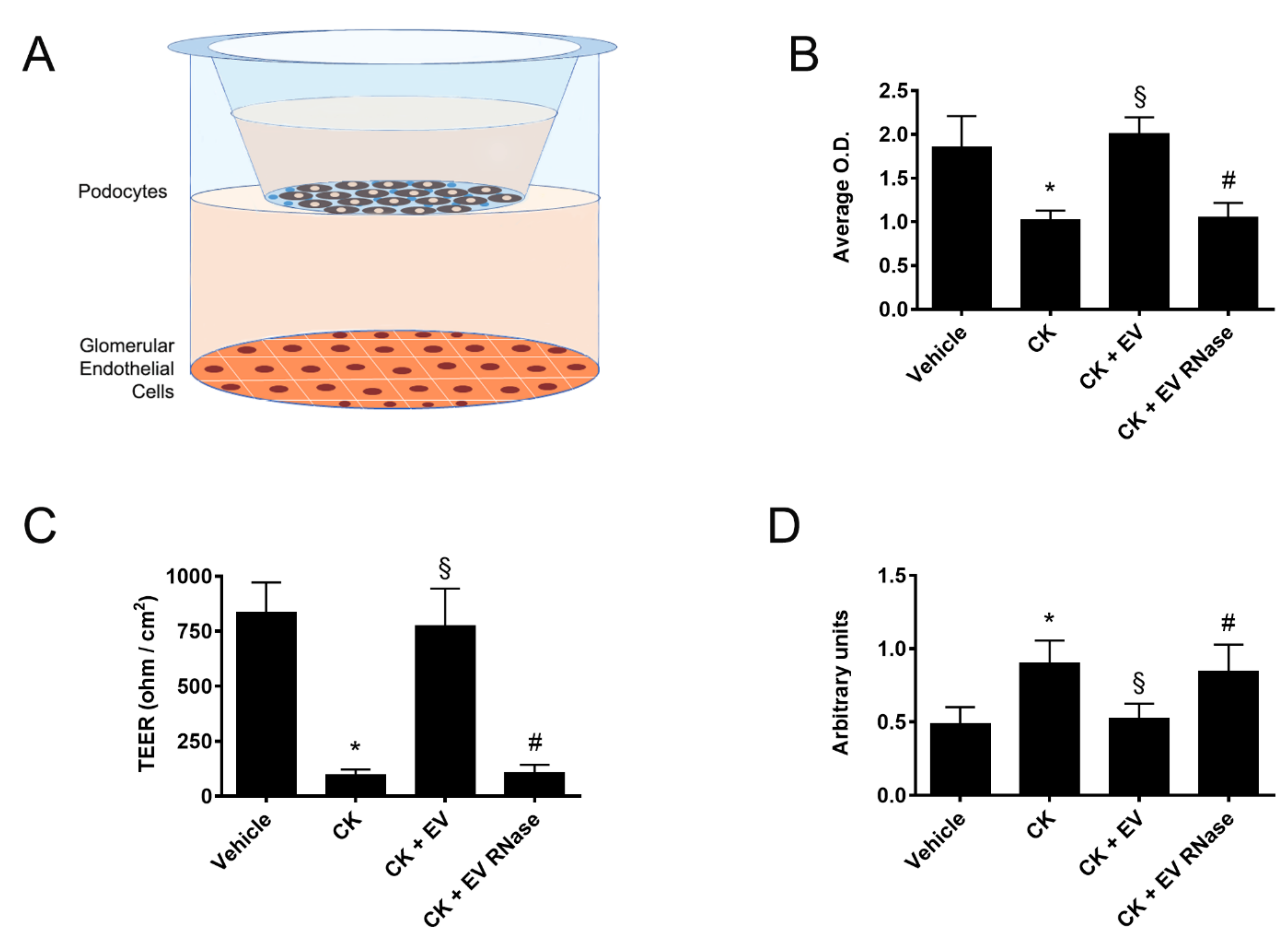 Cells 10 01675 g010 Cells 10 01675 g010