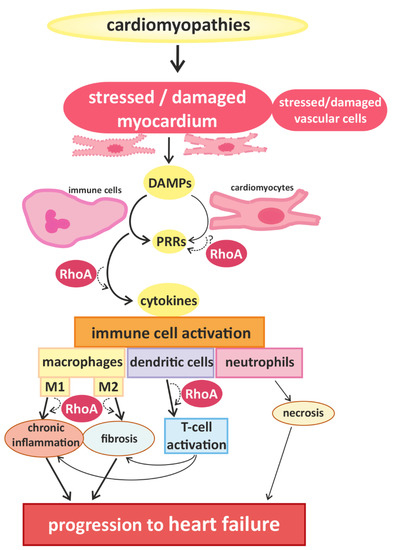 ＥＬ Therapeutic Implications for PDE2 and cGMP/cAMP Mediated