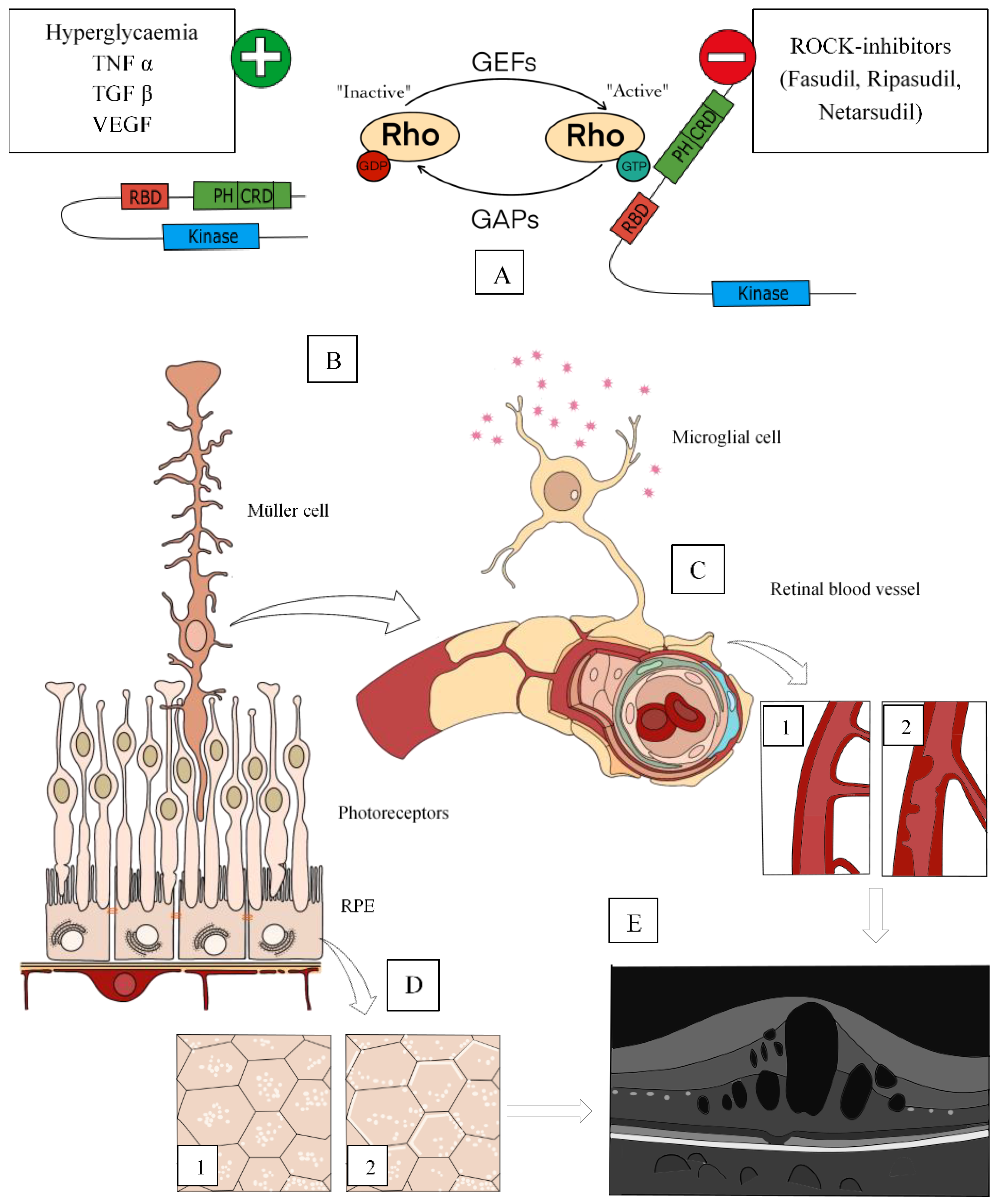 Cells 10 01683 g002 550