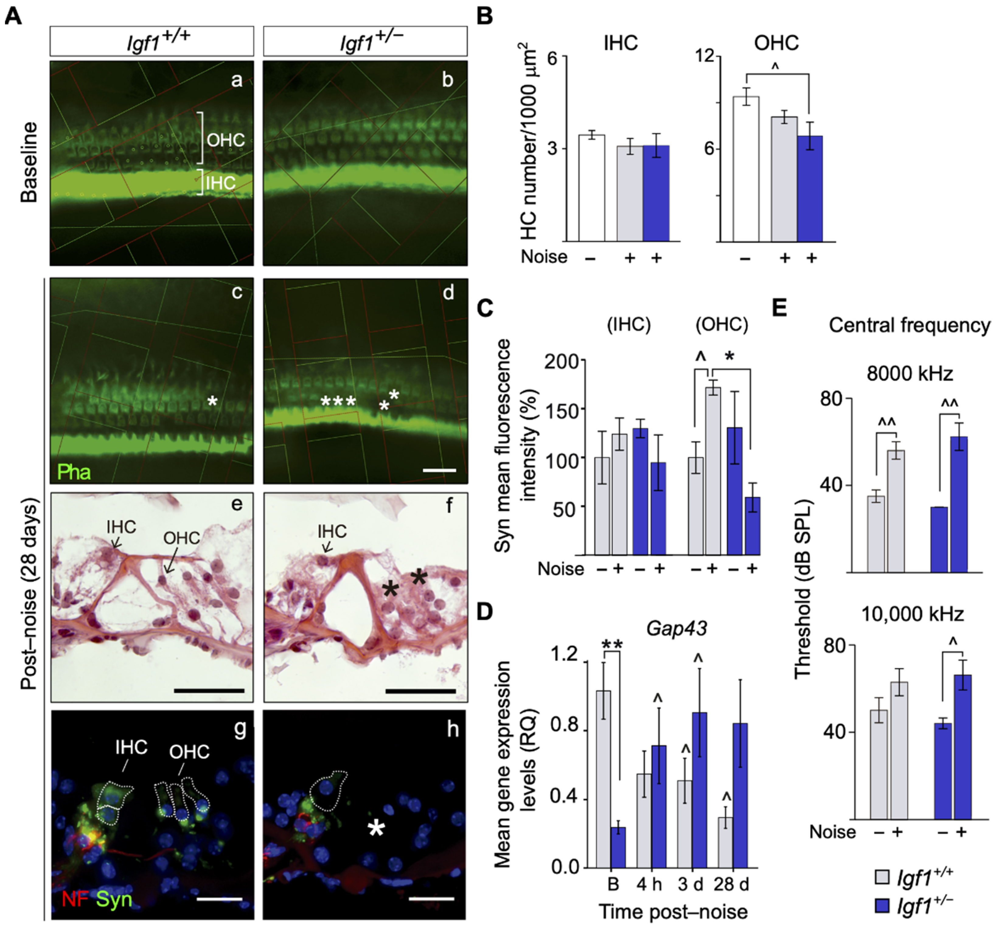 Cells 10 01686 g003a Cells 10 01686 g003a