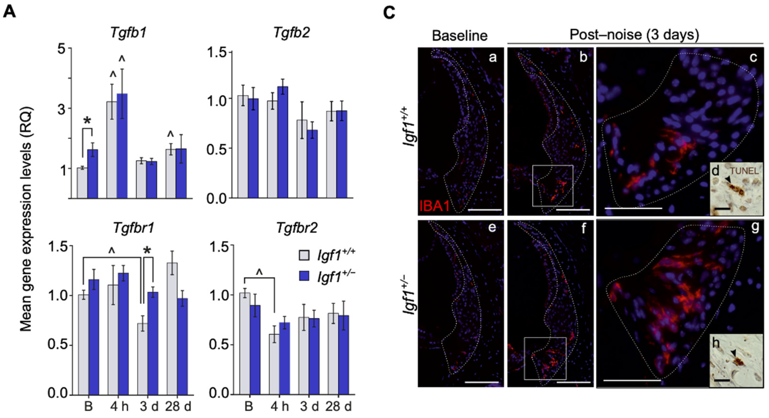 Cells 10 01686 g005a Cells 10 01686 g005a