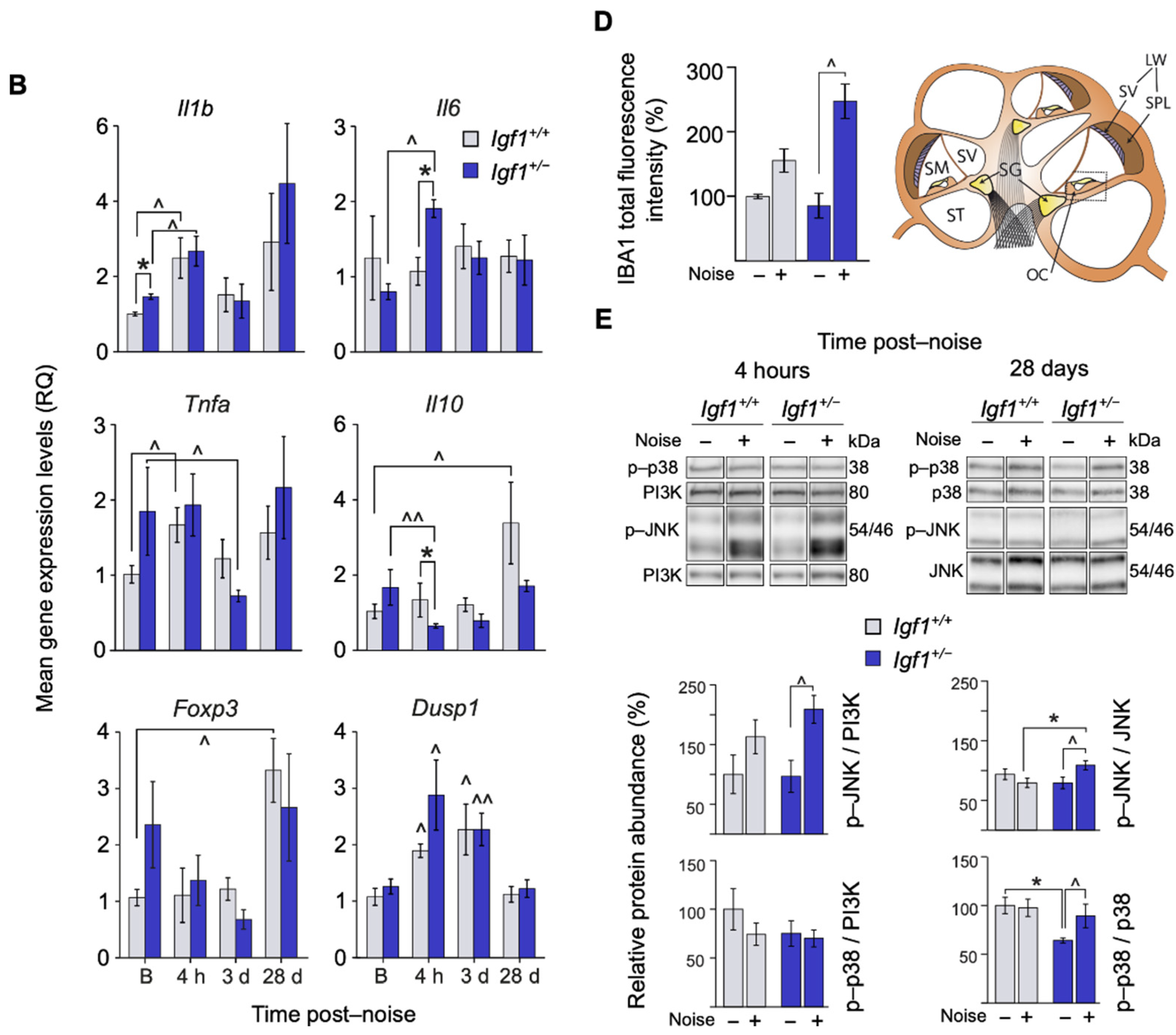 Cells 10 01686 g005b Cells 10 01686 g005b
