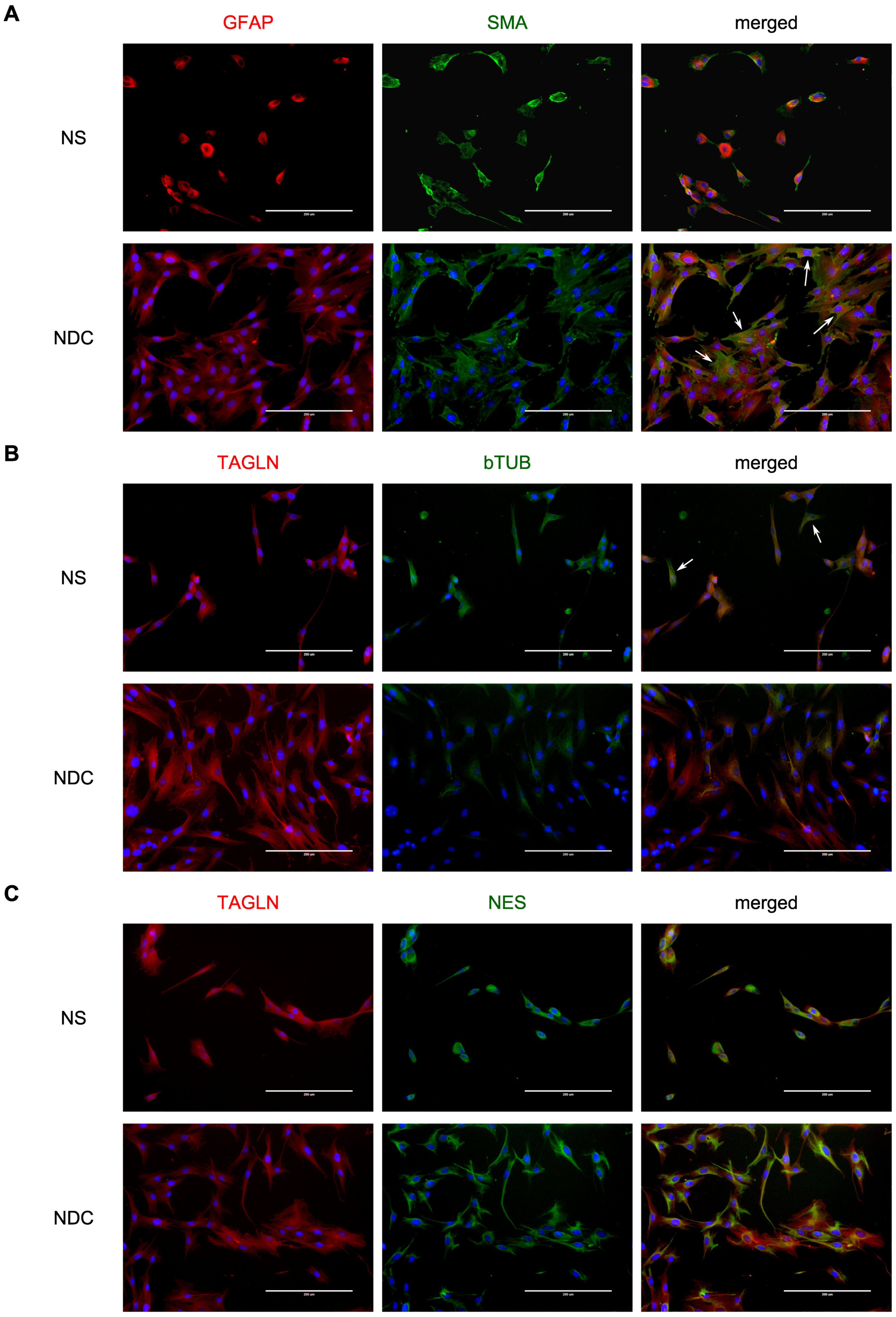 Cells 10 01690 g001 Cells 10 01690 g001
