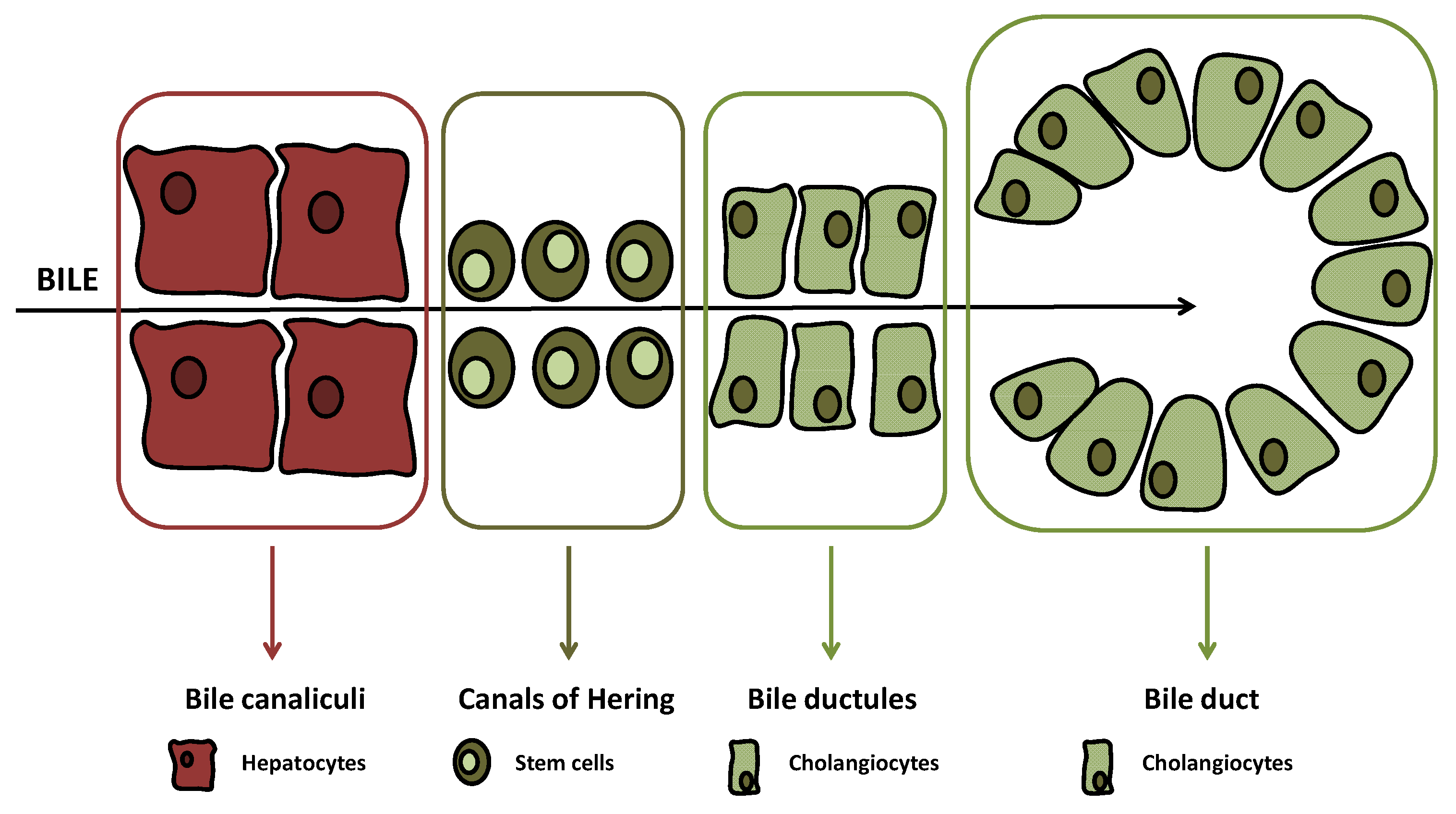Cells | Free Full-Text | Cyclic AMP Signaling in Biliary Proliferation: A  Possible Target for Cholangiocarcinoma Treatment?