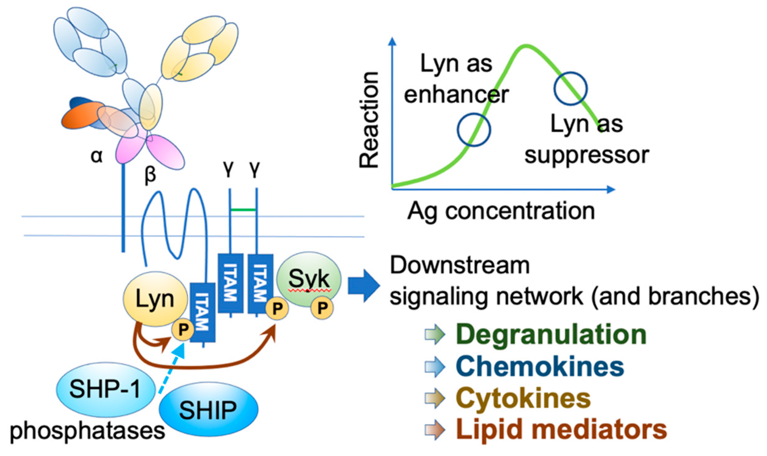 Cells Free Full Text Tuning Ige Ige Associating Molecules And Their Effects On Ige Dependent Mast Cell Reactions Html Cells Free Full Text Tuning Ige Ige Associating Molecules And Their Effects On Ige Dependent Mast Cell Reactions Html