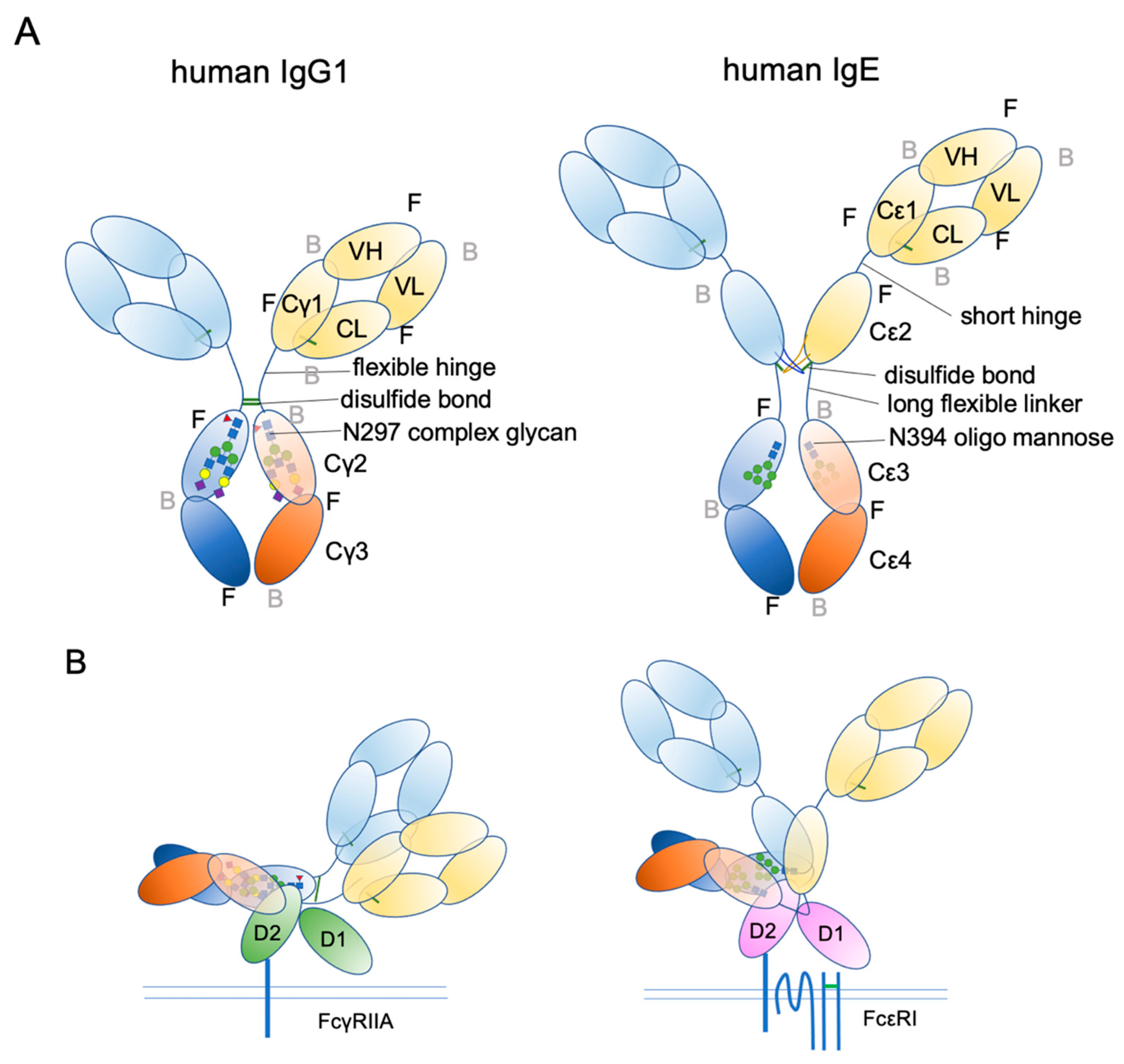Cells 10 01697 g003