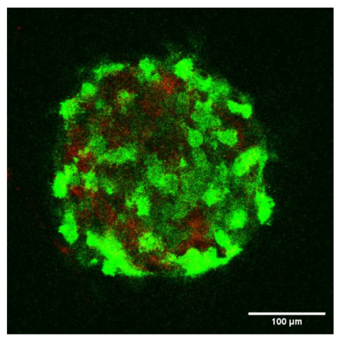 Cells 10 01704 g005 550