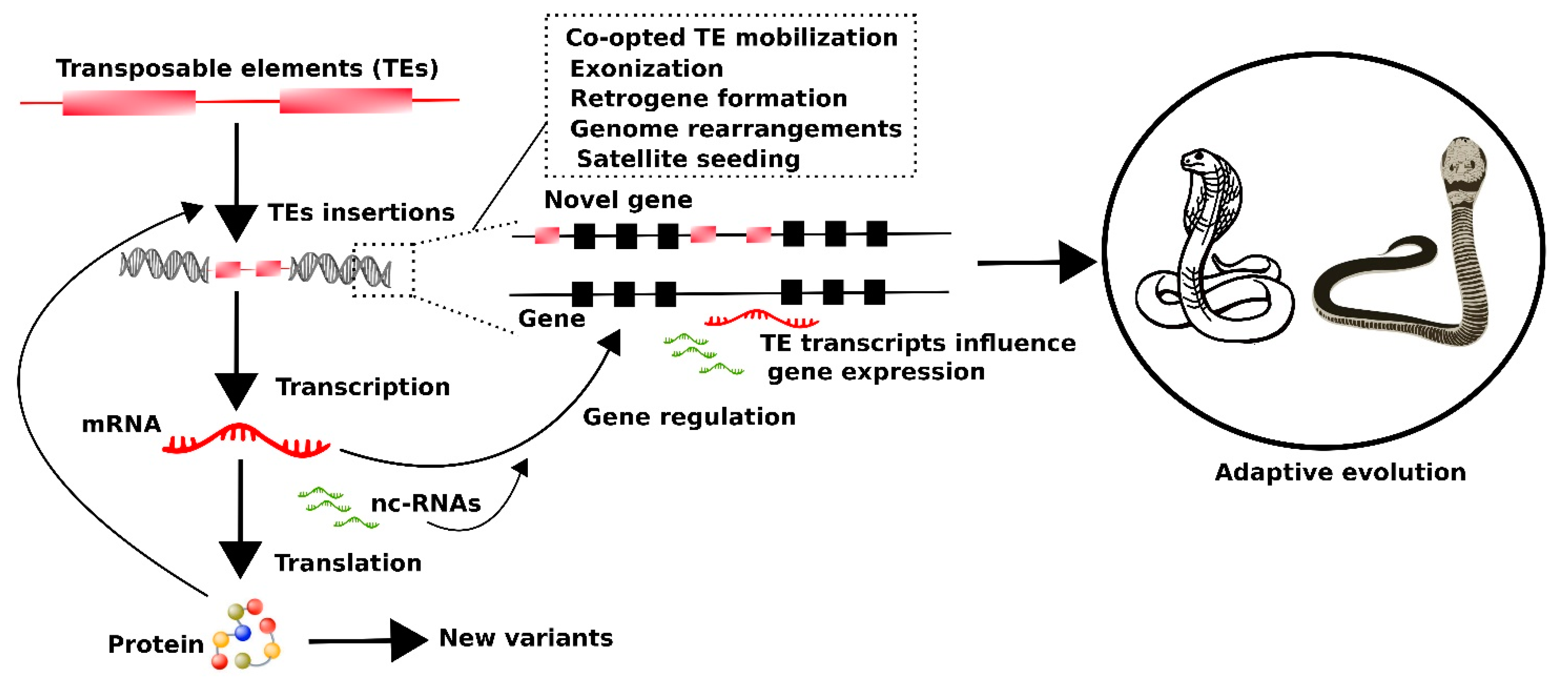 Cells 10 01707 g004 Cells 10 01707 g004