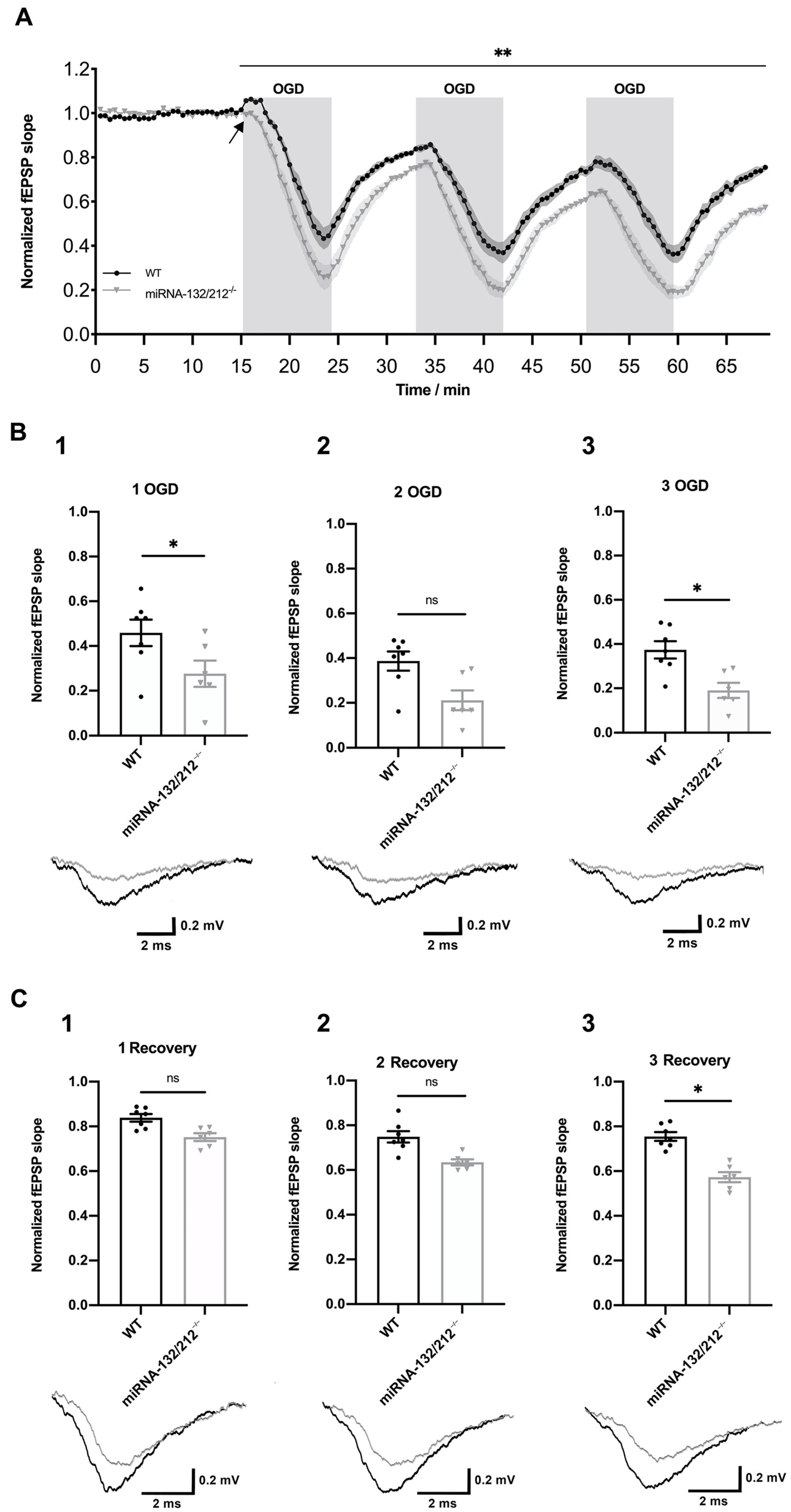 Cells 10 01709 g002 Cells 10 01709 g002