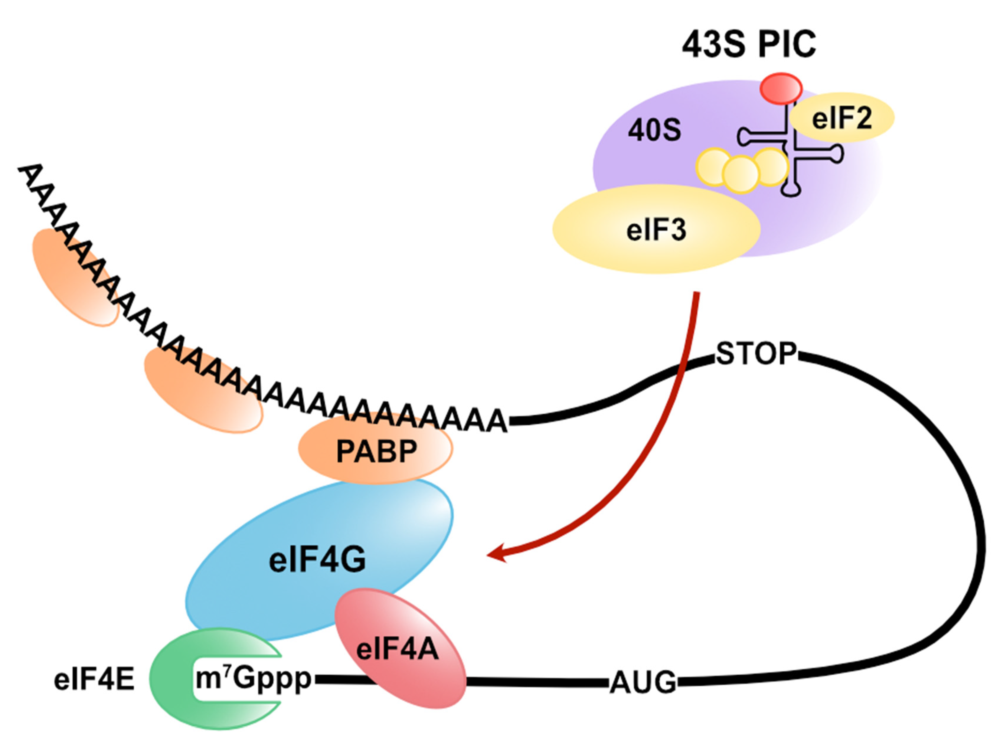 Cells Free FullText Translation Initiation Regulated by RNA