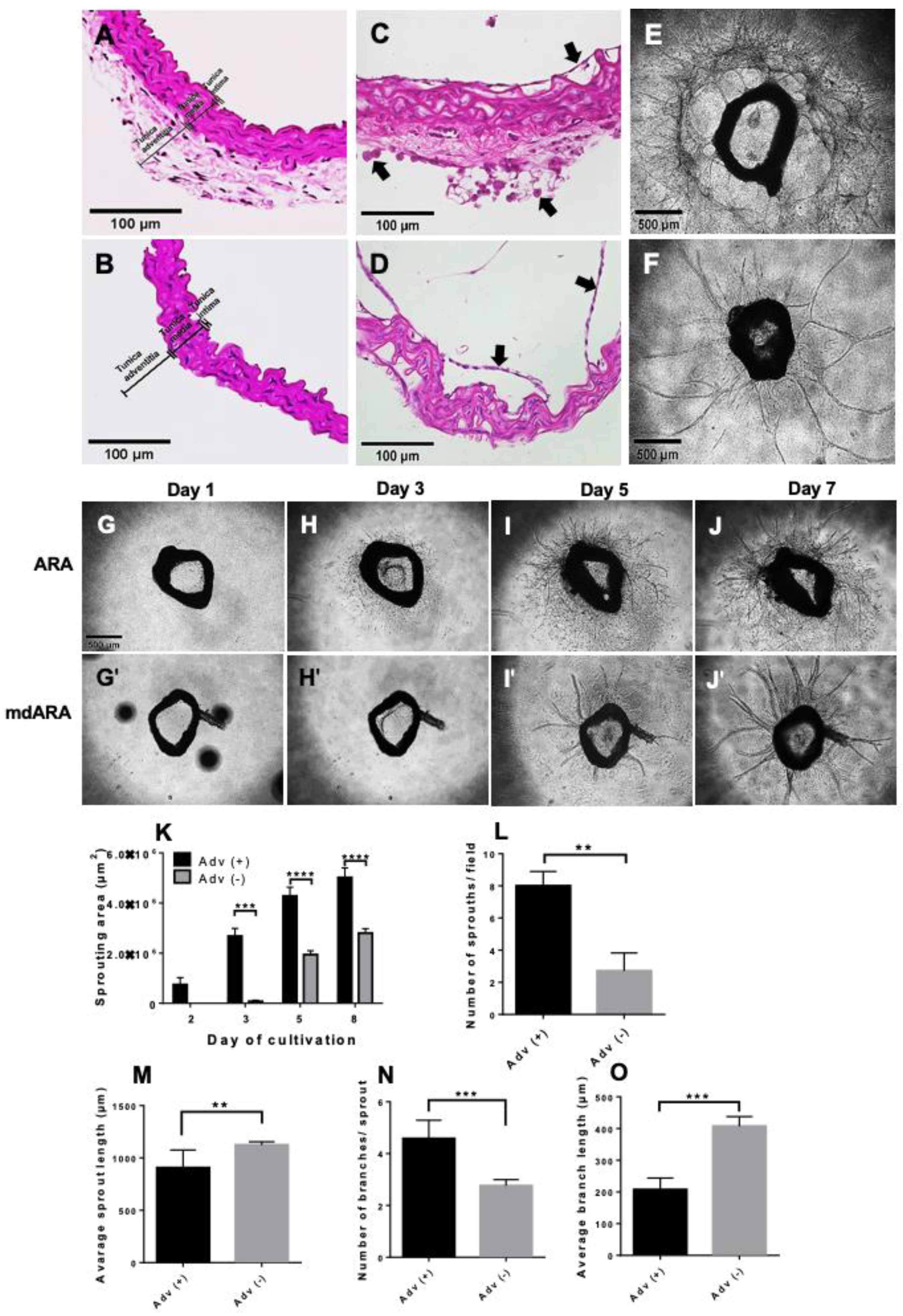 Cells 10 01719 g002 550