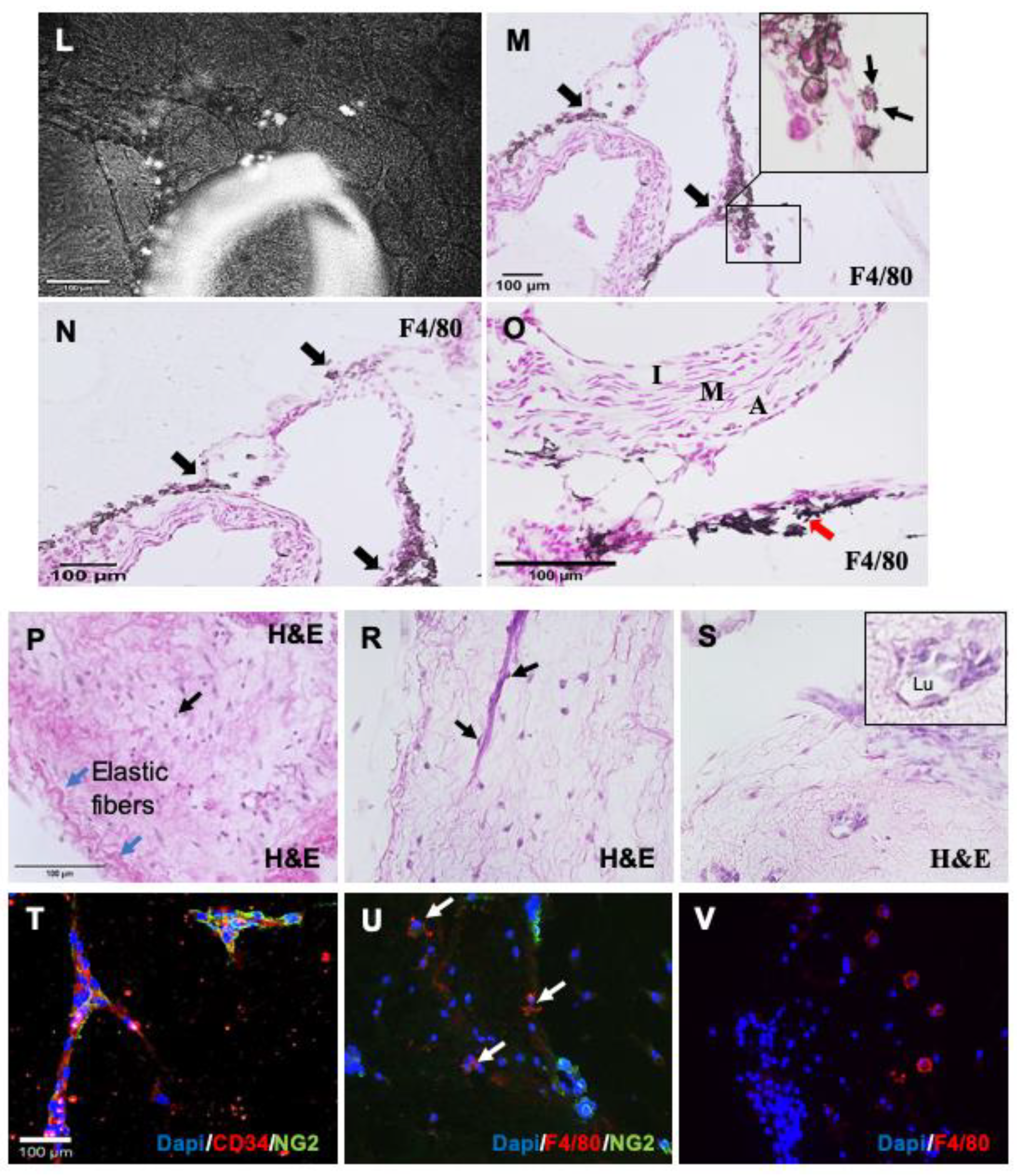 Cells 10 01719 g003b 550