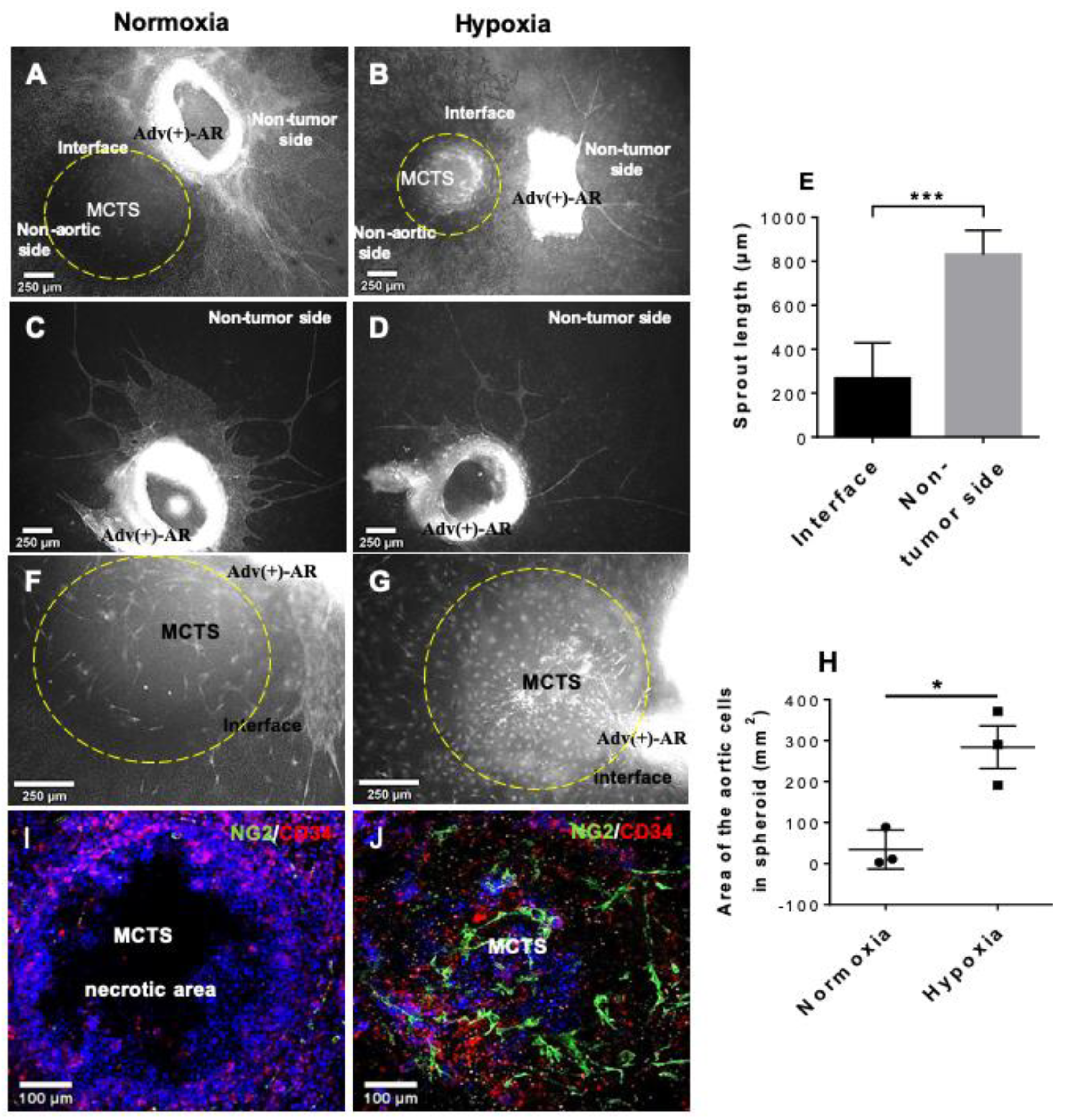 Cells 10 01719 g004 550