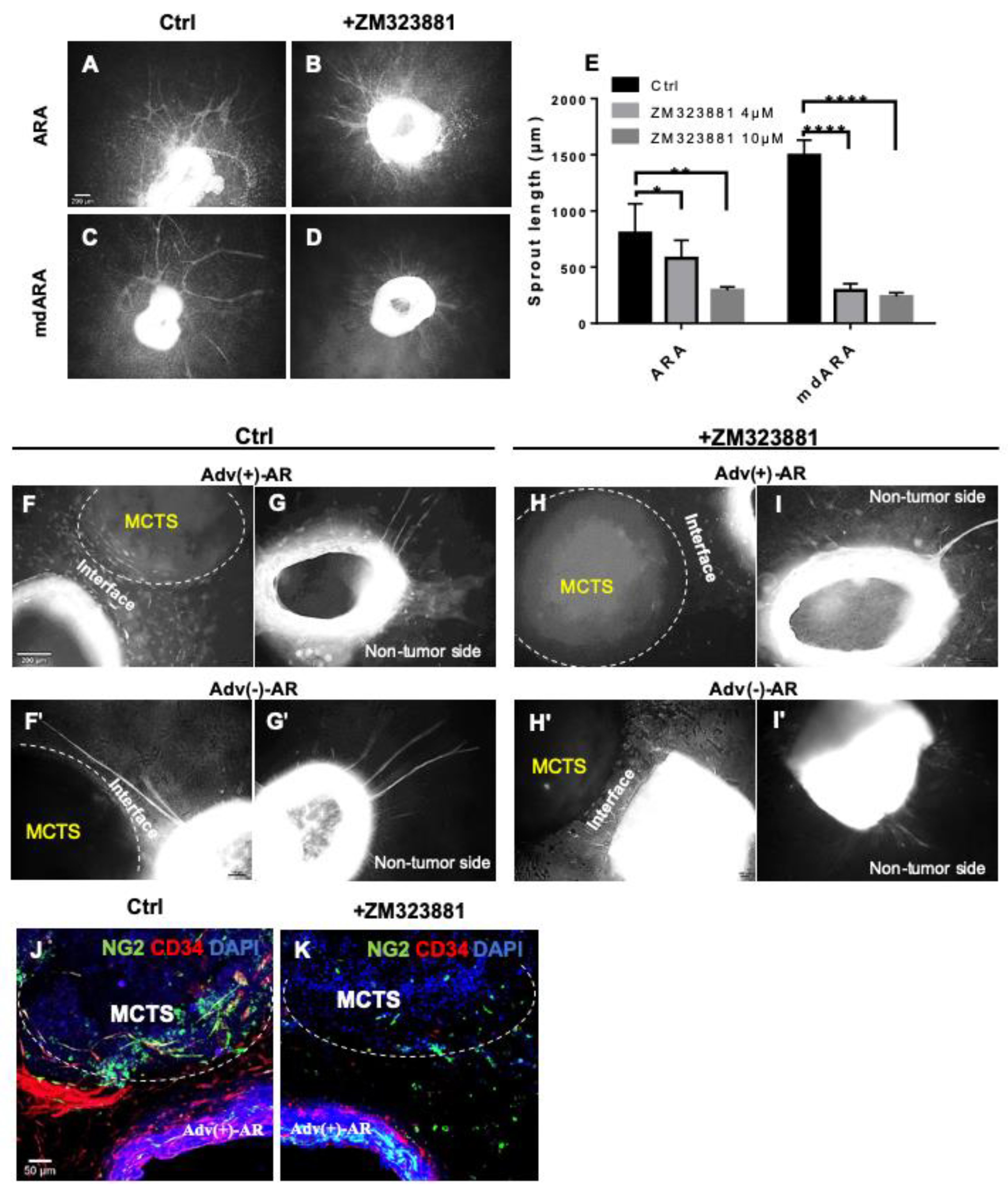 Cells 10 01719 g006 550