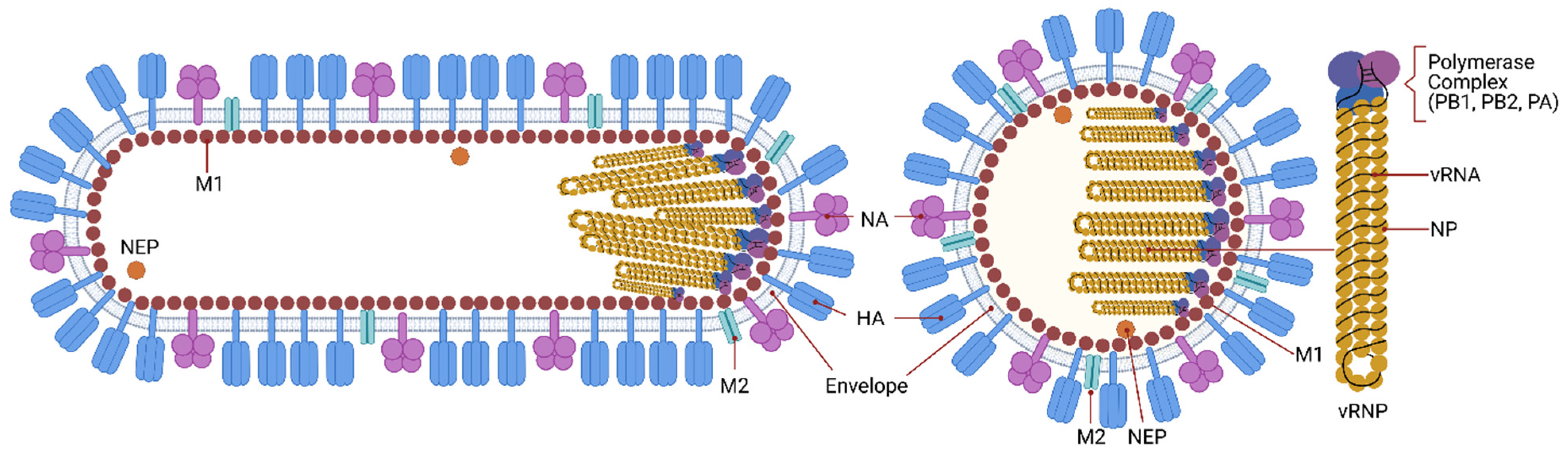 Cells | Free Full-Text | How Influenza Virus Uses Host Cell Pathways during  Uncoating