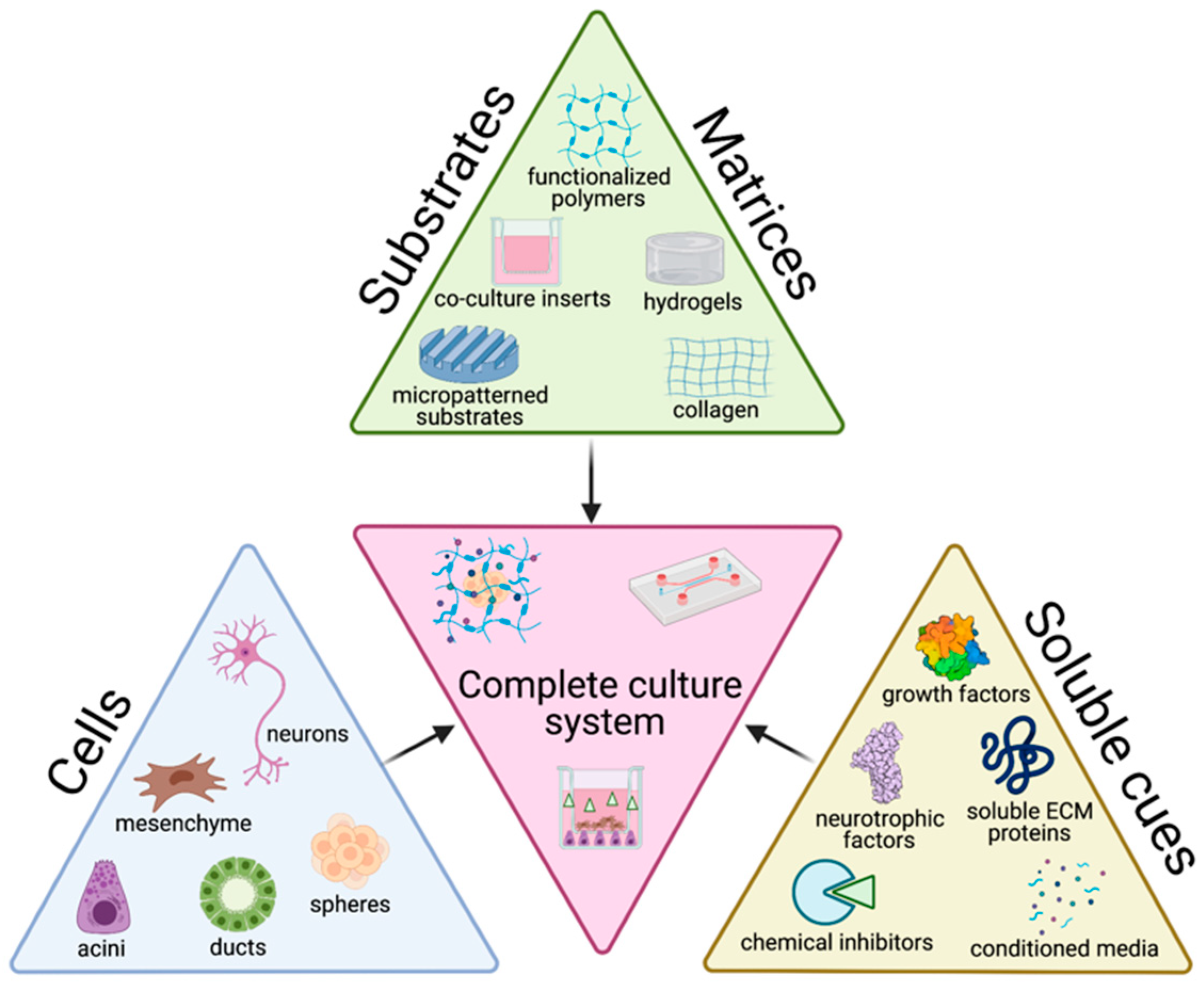 Cells 10 01723 g002 Cells 10 01723 g002