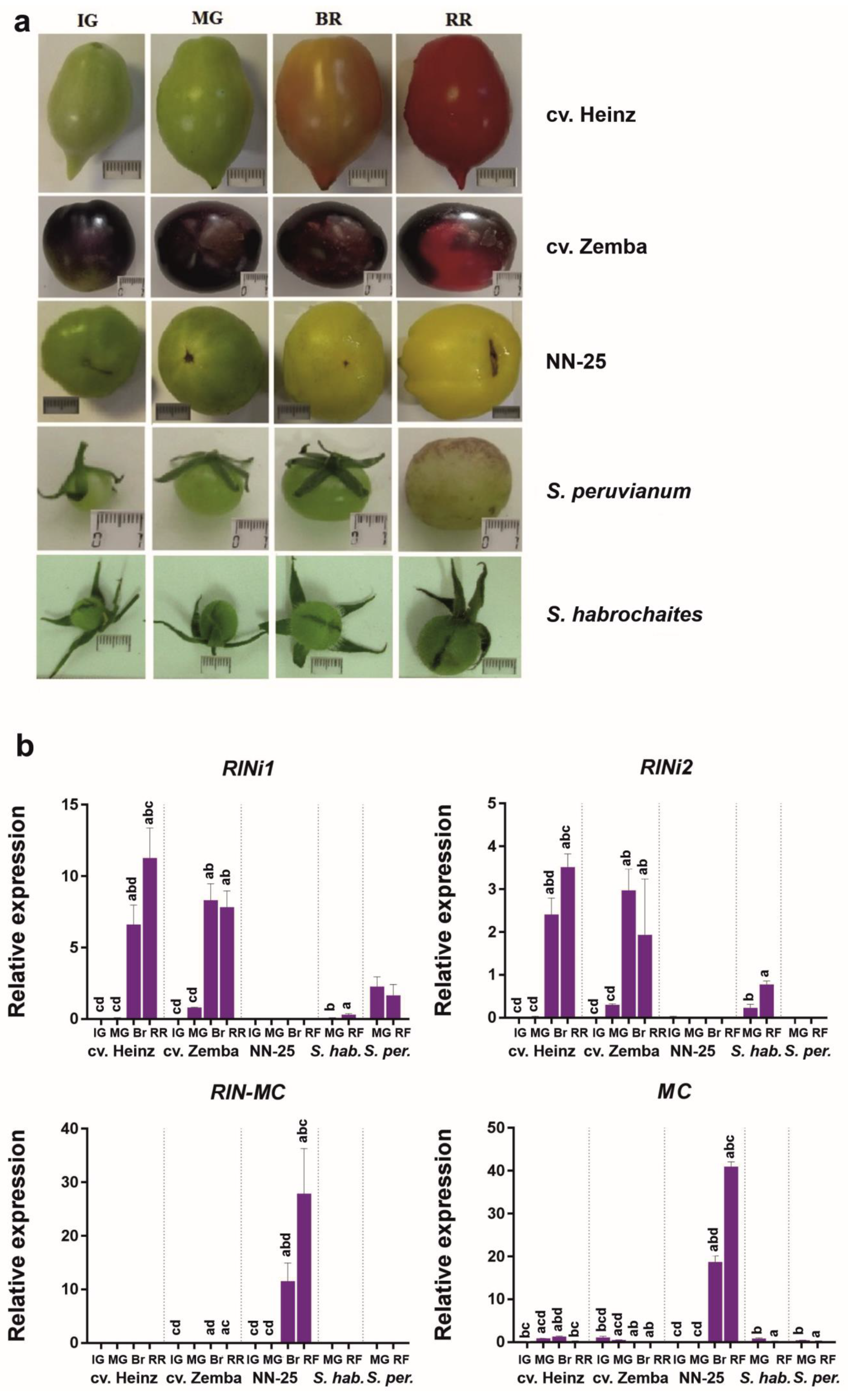 Cells 10 01739 g004 Cells 10 01739 g004