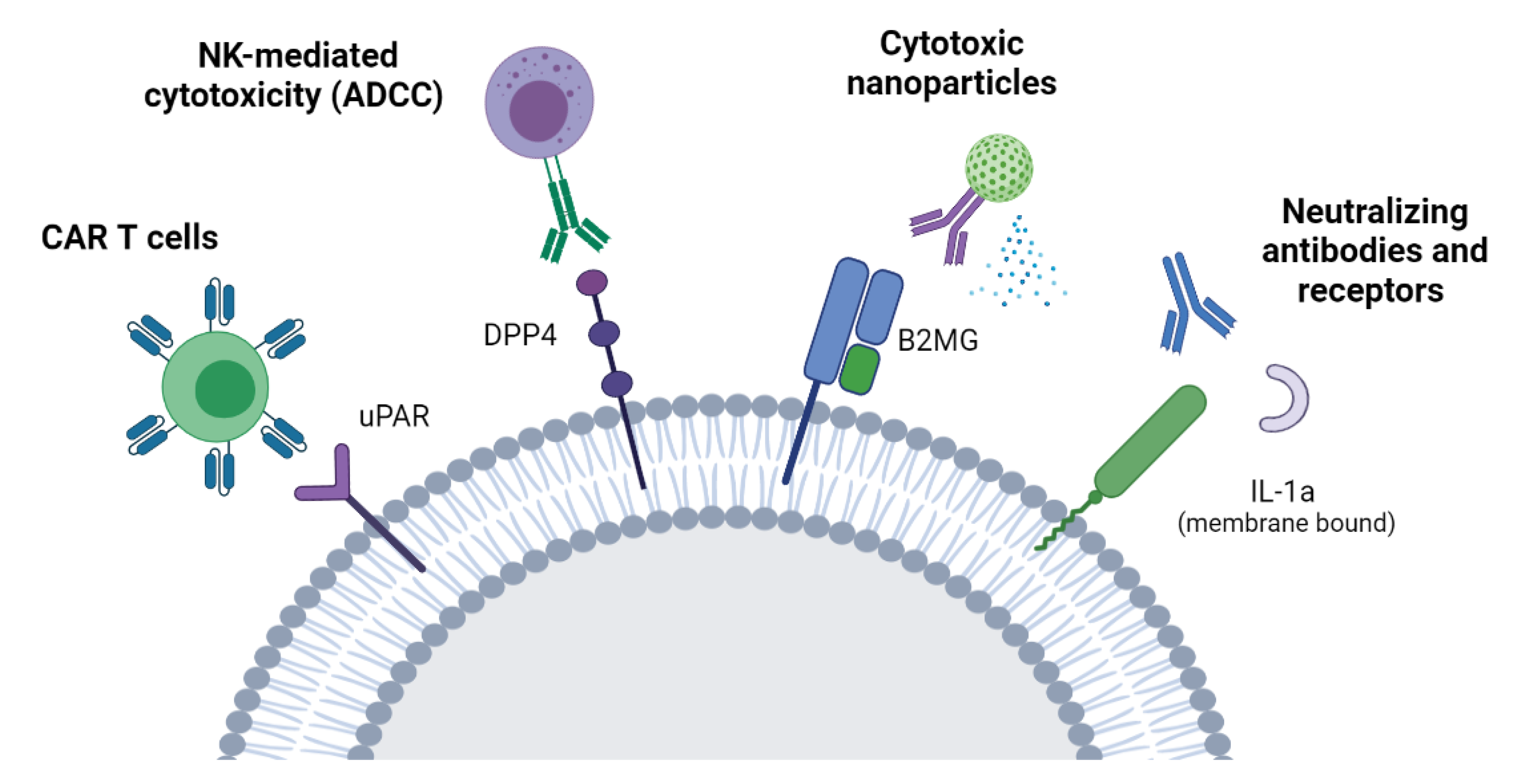 Cells 10 01740 g001 550
