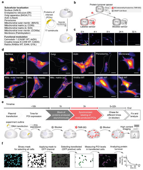 Influence of Subcellular Localization and Functional State on Protein ...
