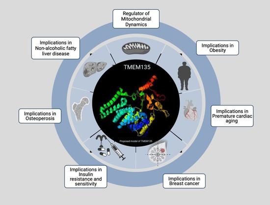 Cells Free Full Text Tmem135 Is A Novel Regulator Of Mitochondrial Dynamics And Physiology With Implications For Human Health Conditions Html Cells Free Full Text Tmem135 Is A Novel Regulator Of Mitochondrial Dynamics And Physiology With Implications For Human Health Conditions Html