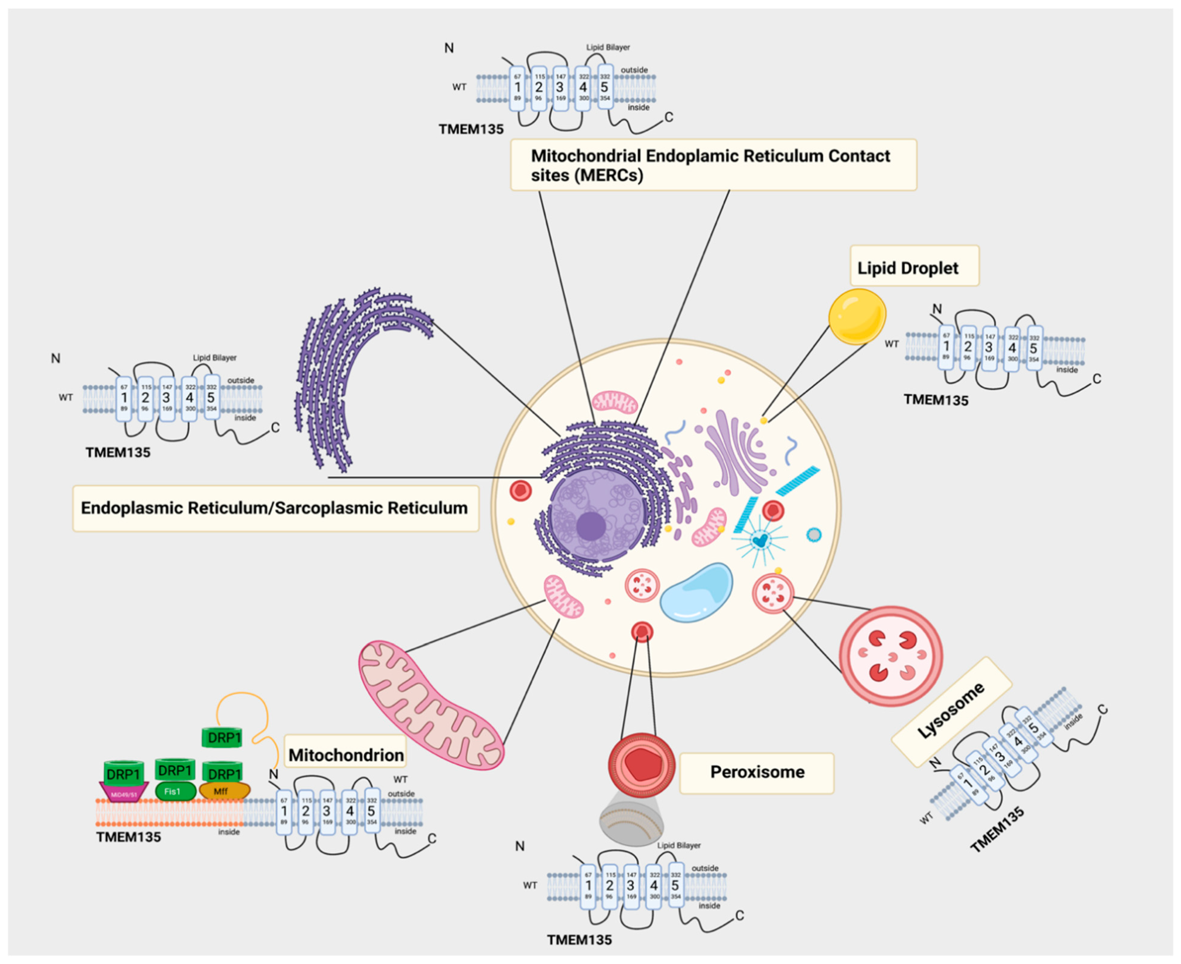 Cells 10 01750 g003