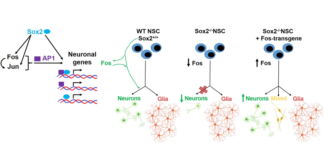 Cells Free FullText FOS Rescues Neuronal Differentiation of Sox2
