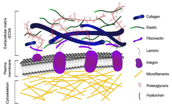 Cells | Free Full-Text | Optical Microscopy and the Extracellular ...