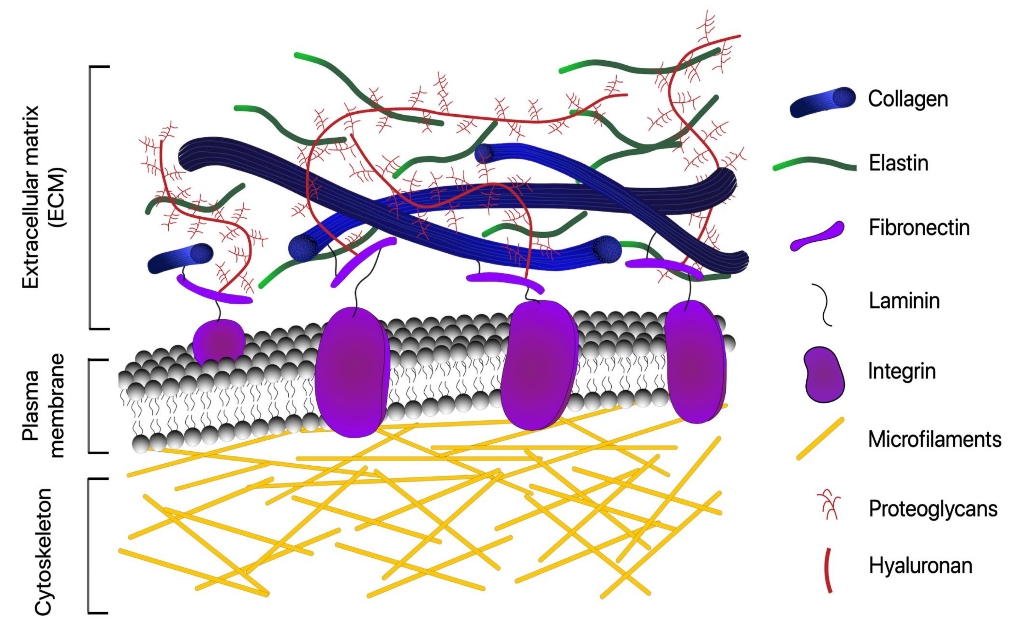 Cells | Free Full-Text | Optical and the Extracellular Matrix A Review