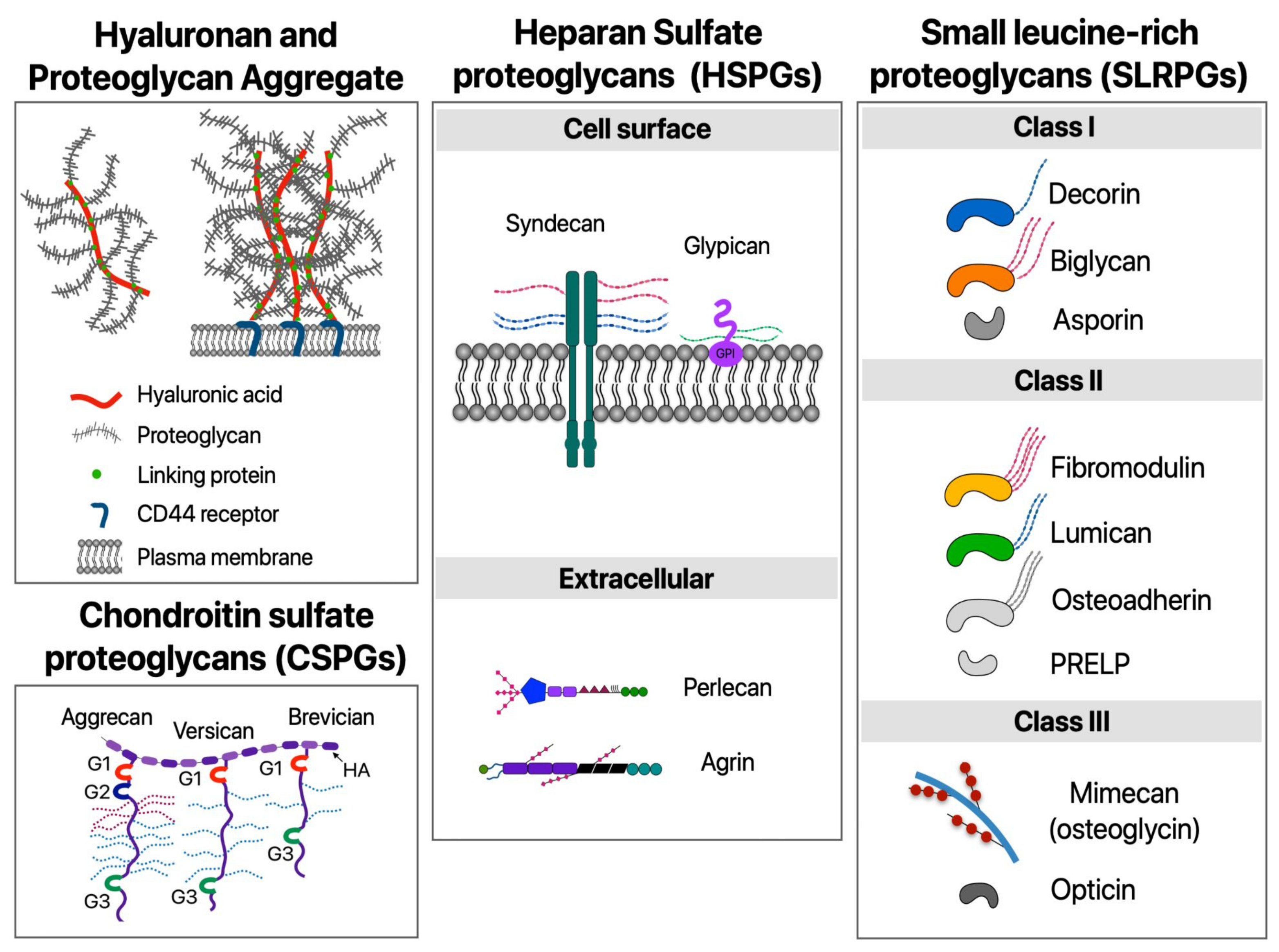 Cells | Free Full-Text | Optical Microscopy and the Extracellular ...